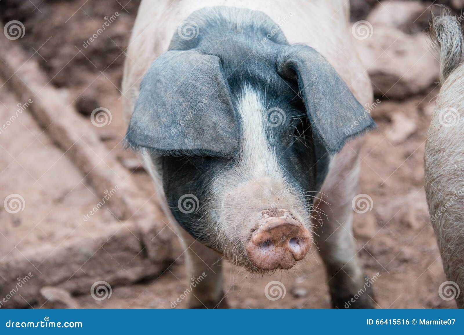 Close Up of a Pig with Black Ears in a Farmyard in the UK Stock Photo