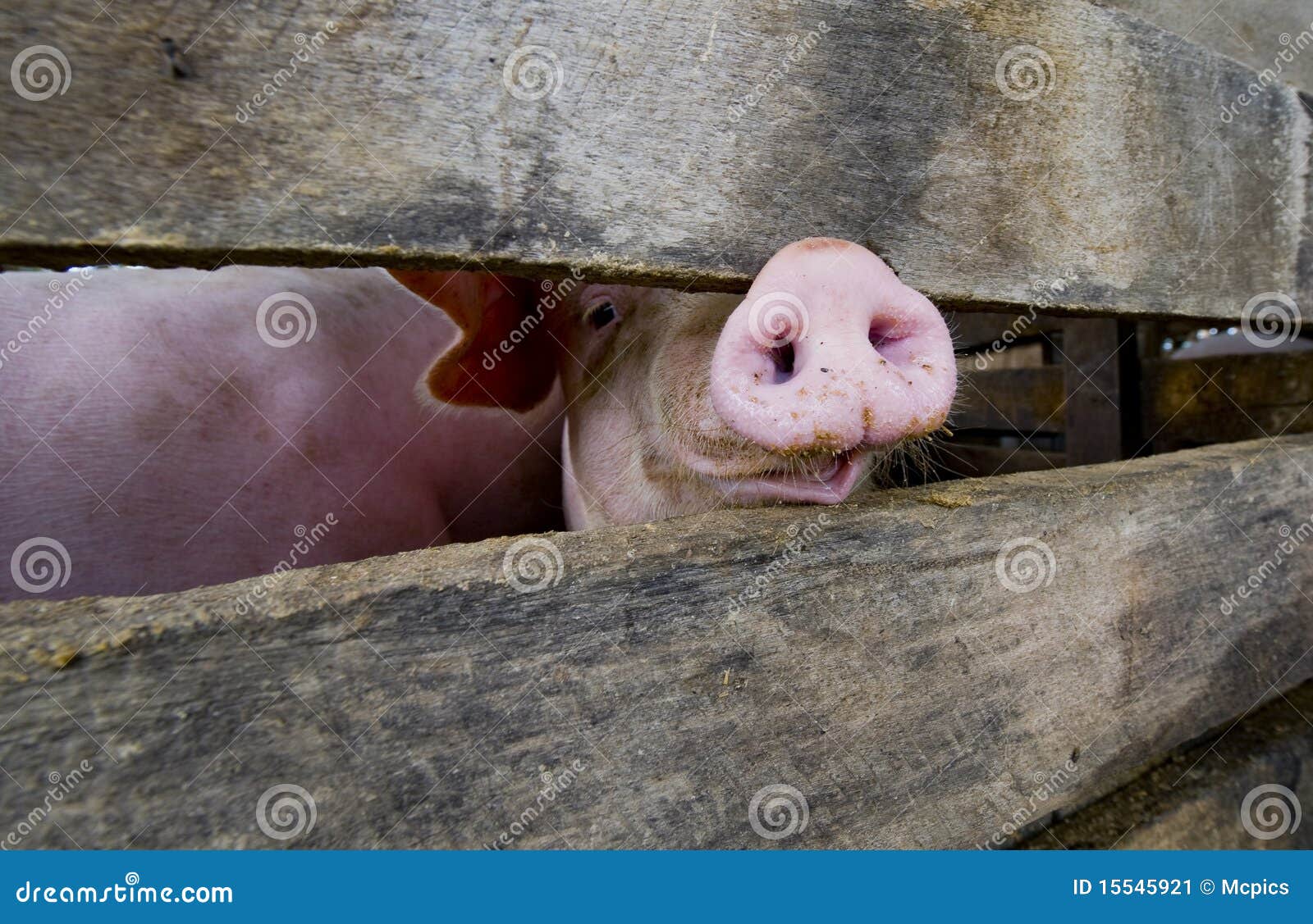 close-up of a pig snout