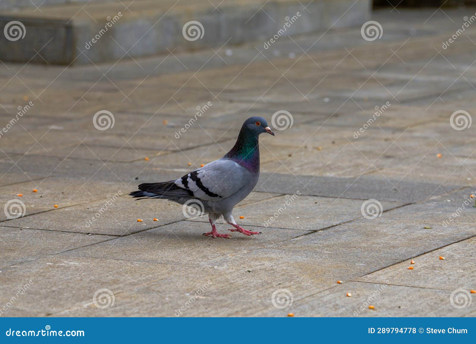 Closeup of Pigeons Playing on the Square Stock Photo Image of color