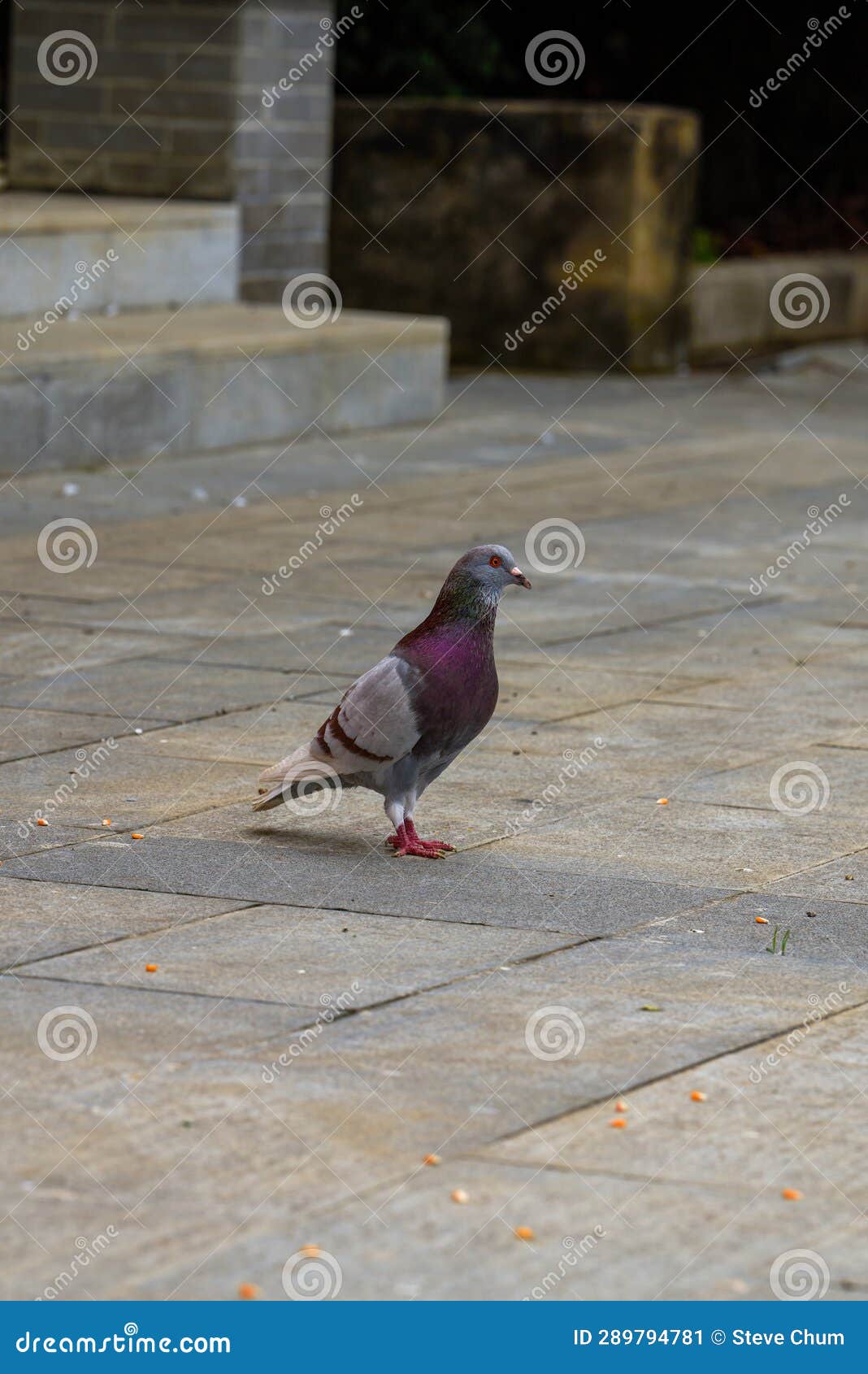 Closeup of Pigeons Playing on the Square Stock Image Image of gray