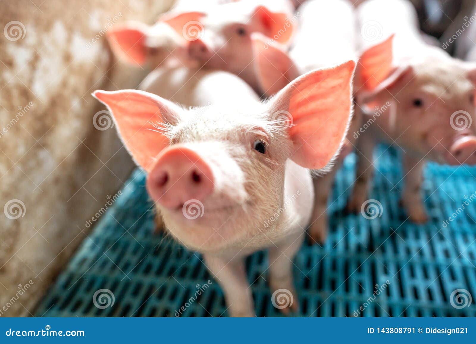 close up of pigs snout at domestic farm