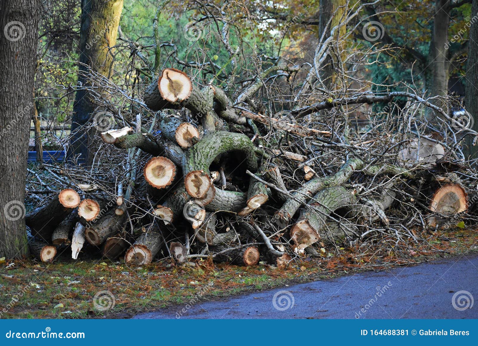 Close Up of a Pile of Cut Down Tree Branches. Stock Image Image of