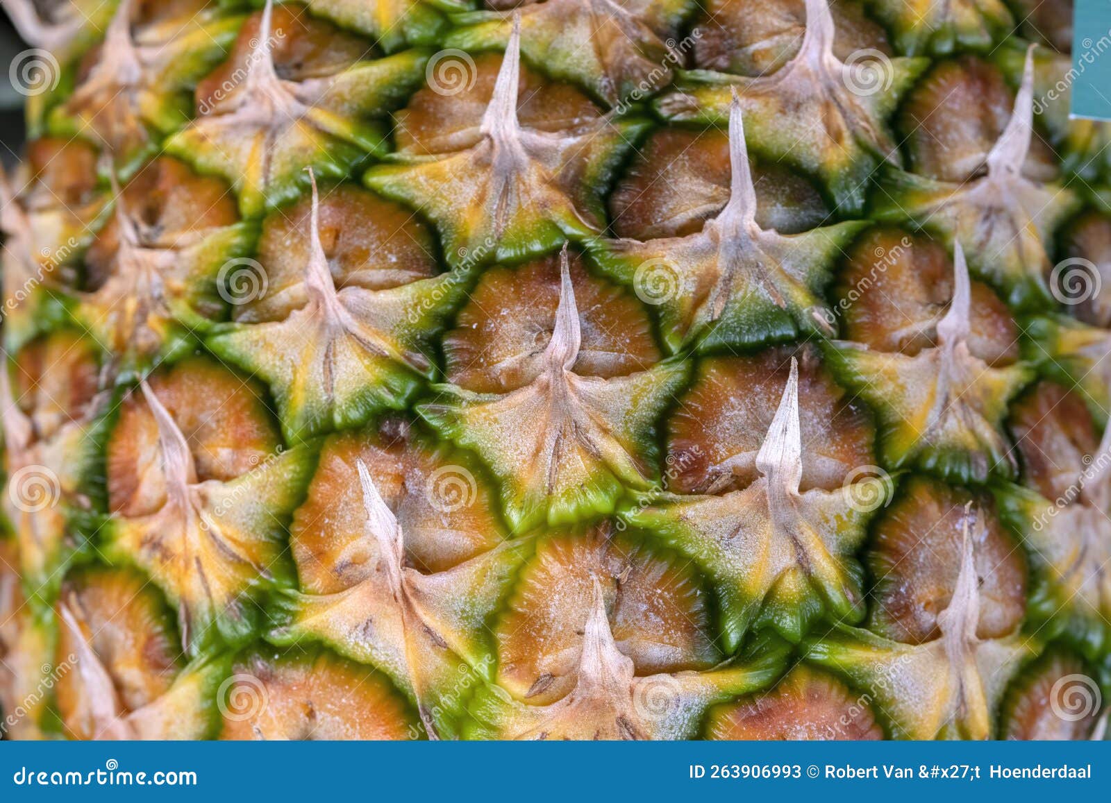 Close Up Pineapple at Amsterdam the Netherlands 29112022 Stock Image