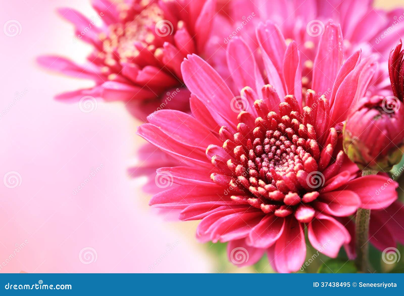 close up pink aster