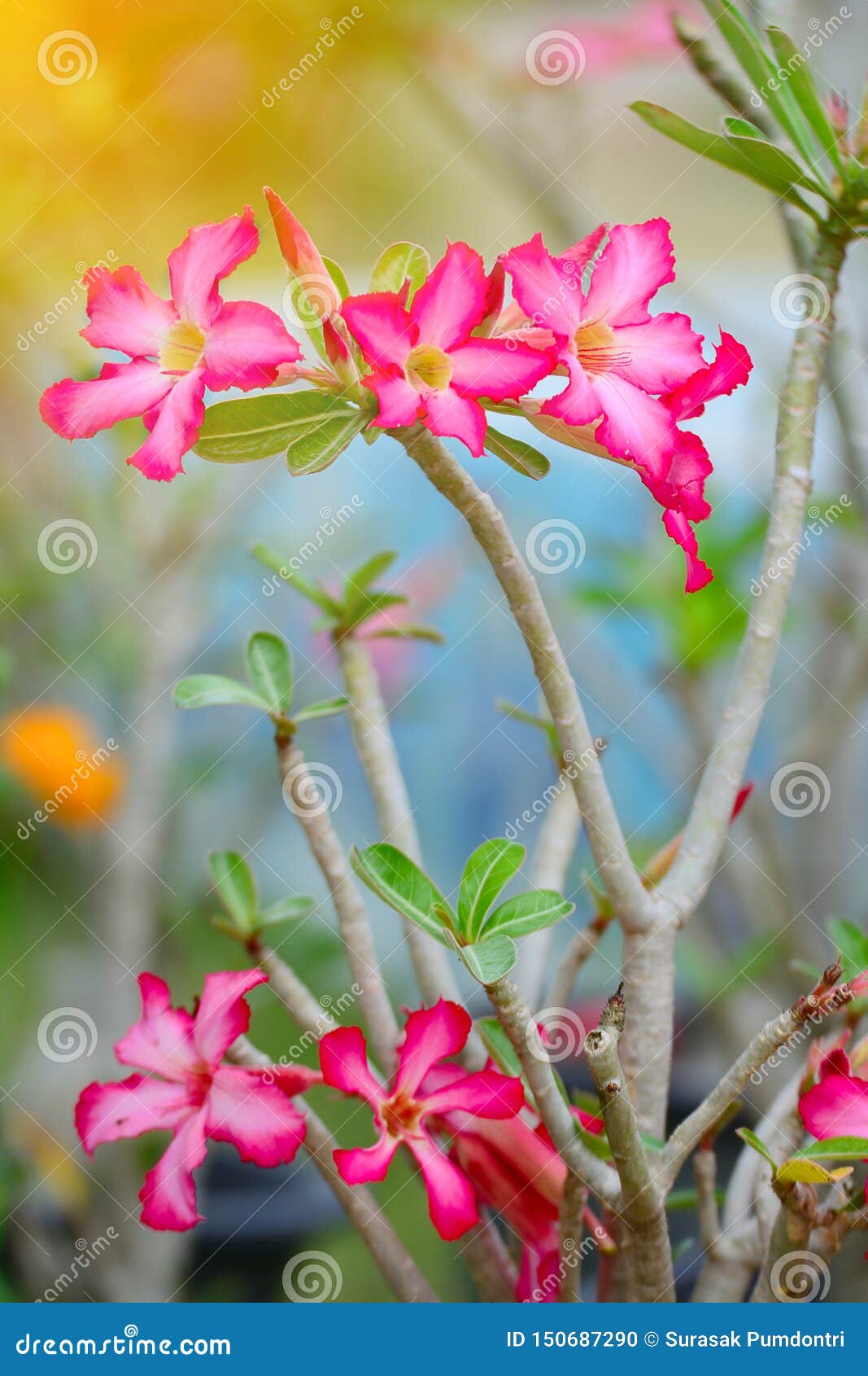 Nếu bạn là người yêu hoa, đặc biệt là loài hoa tuyệt đẹp Bignonia, hãy đến xem hình ảnh này! Bignonia là loài hoa tuyệt đẹp với màu sắc tươi sáng và hương thơm thật ngọt ngào. Hình ảnh này sẽ khiến bạn cảm thấy như đang đứng giữa một khu vườn hoa tự nhiên.