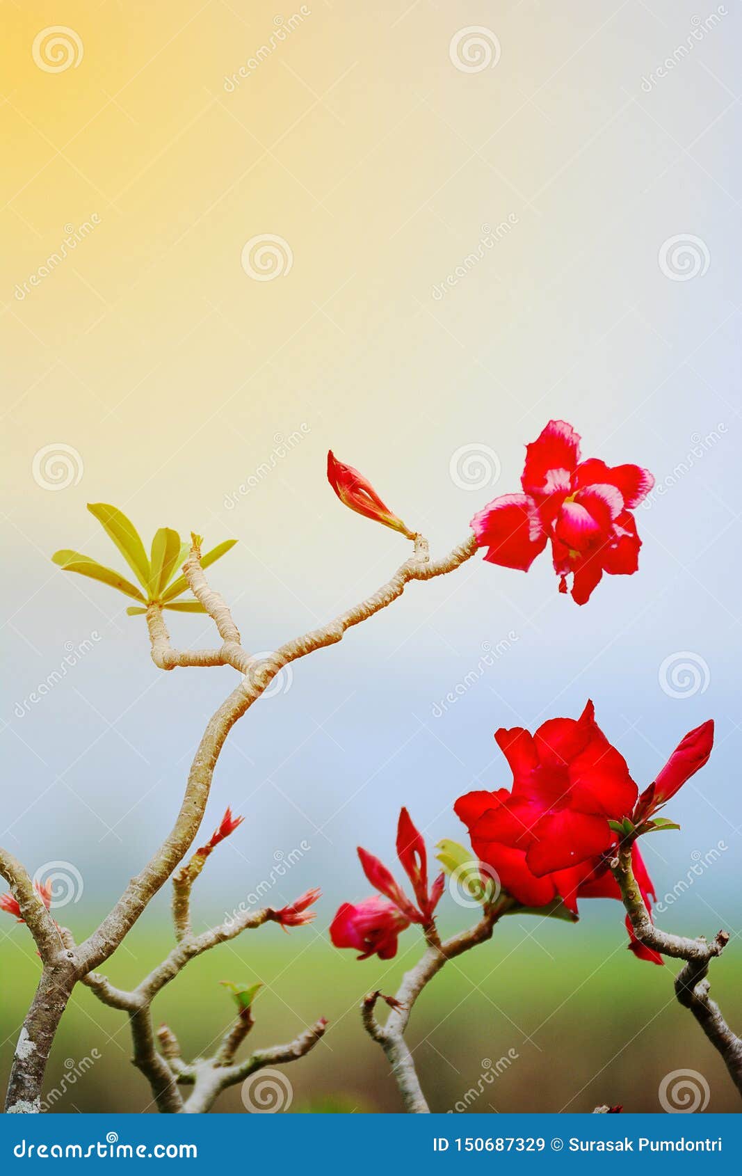 Hoa bignonia rực rỡ tràn đầy sức sống và sự thật sự được tô điểm một cách hoàn hảo trong hình ảnh này. Hãy cùng khám phá sự độc đáo của hoa này qua những điểm nhấn tuyệt vời trong bức hình.
