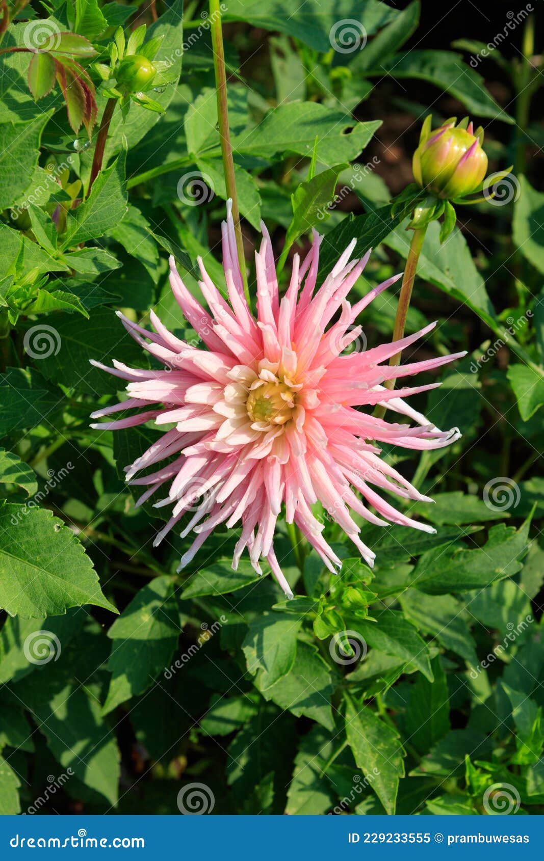 a close up of pink cactus dahlia the `park princess` variety in the garden