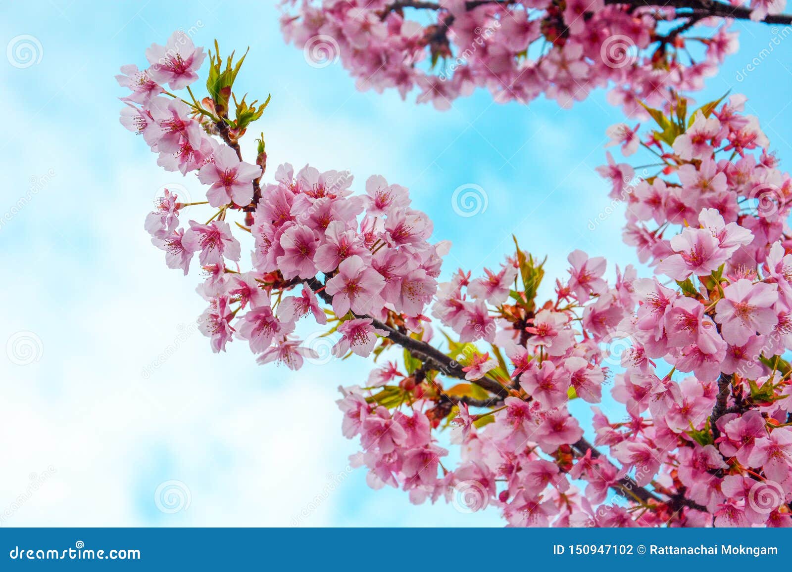Close Up of Pink Cherry Blossom Branch or Sakura Flowers on Blue Sky and  Cloud Background, Copy Space Stock Photo - Image of decoration, fresh:  150947102