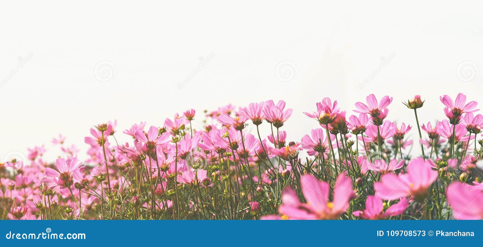 Pink cosmos flower in the meadow over white background.