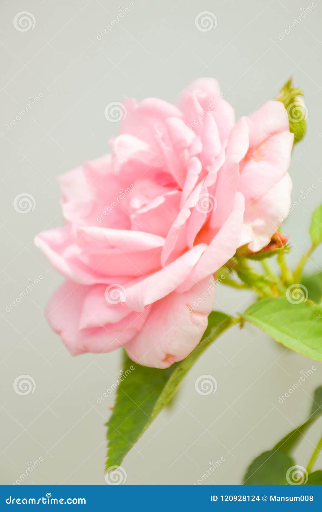Pink Damask Rose Flower in Garden Stock Photo Image of petal, beauty