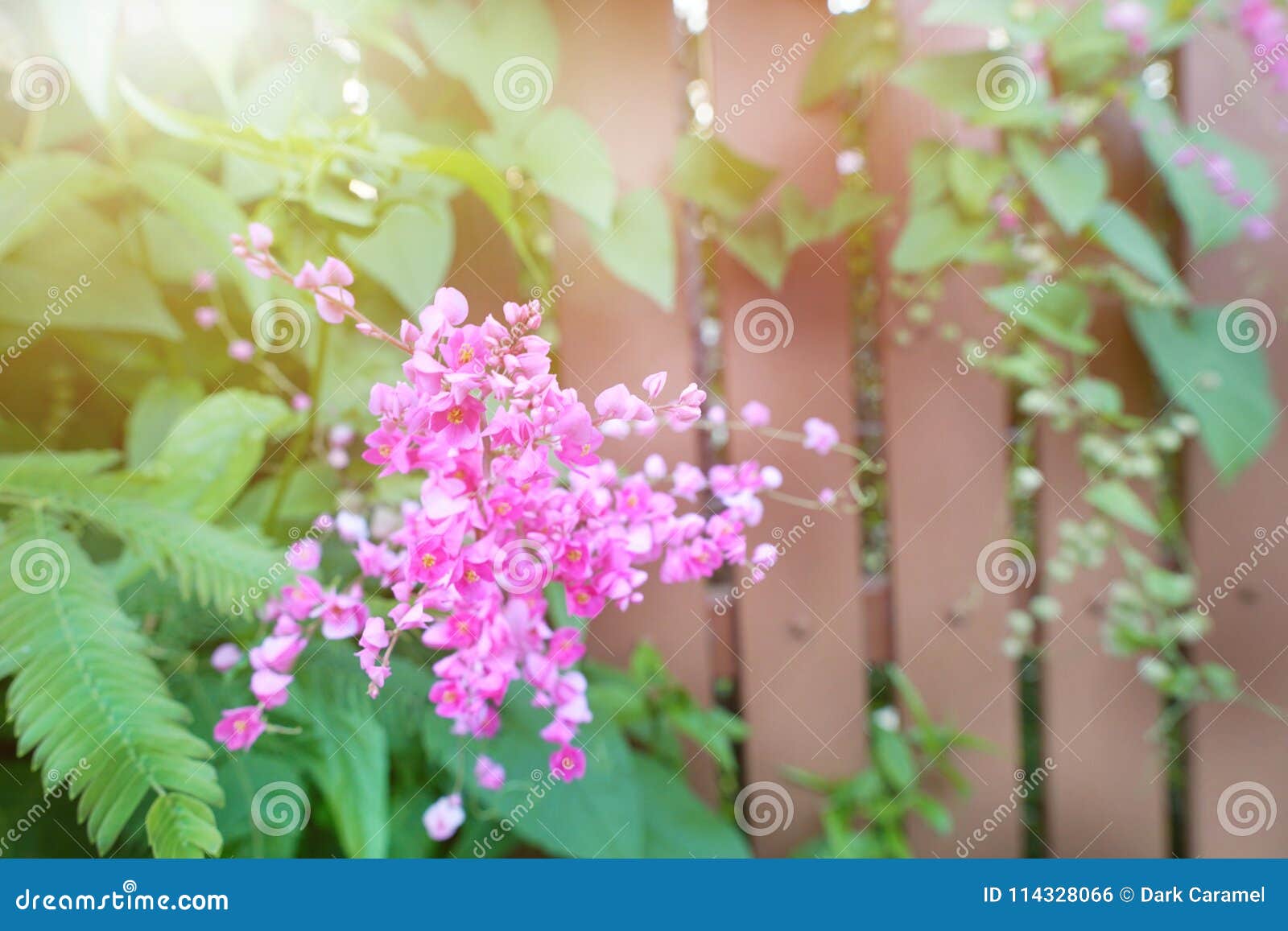 Close Up Pink Flowers on Blurred Branch and Leaves Background, Stock ...