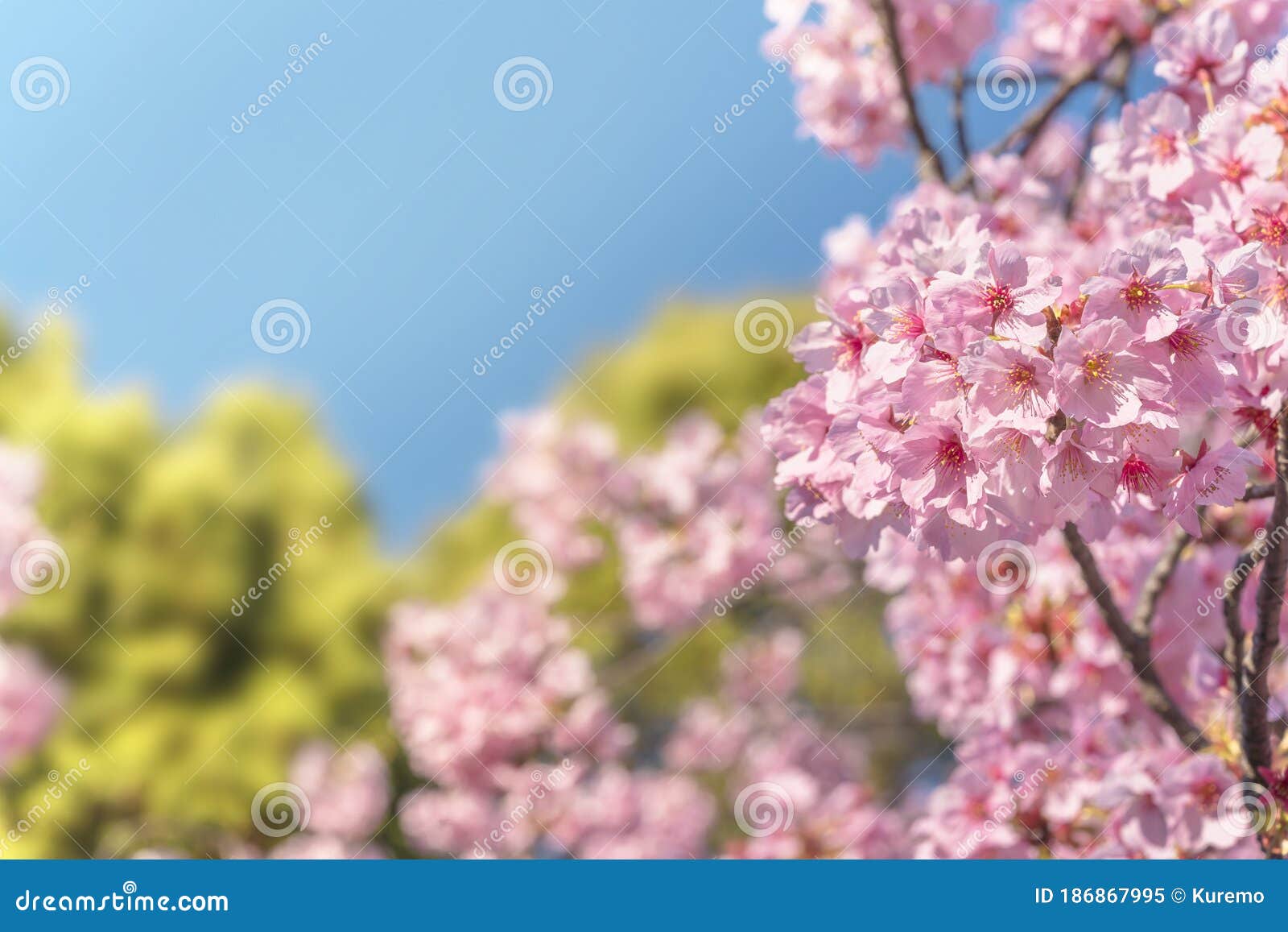 close-up on pink japanese sakura cherry blossoms on a blue sky bokeh.