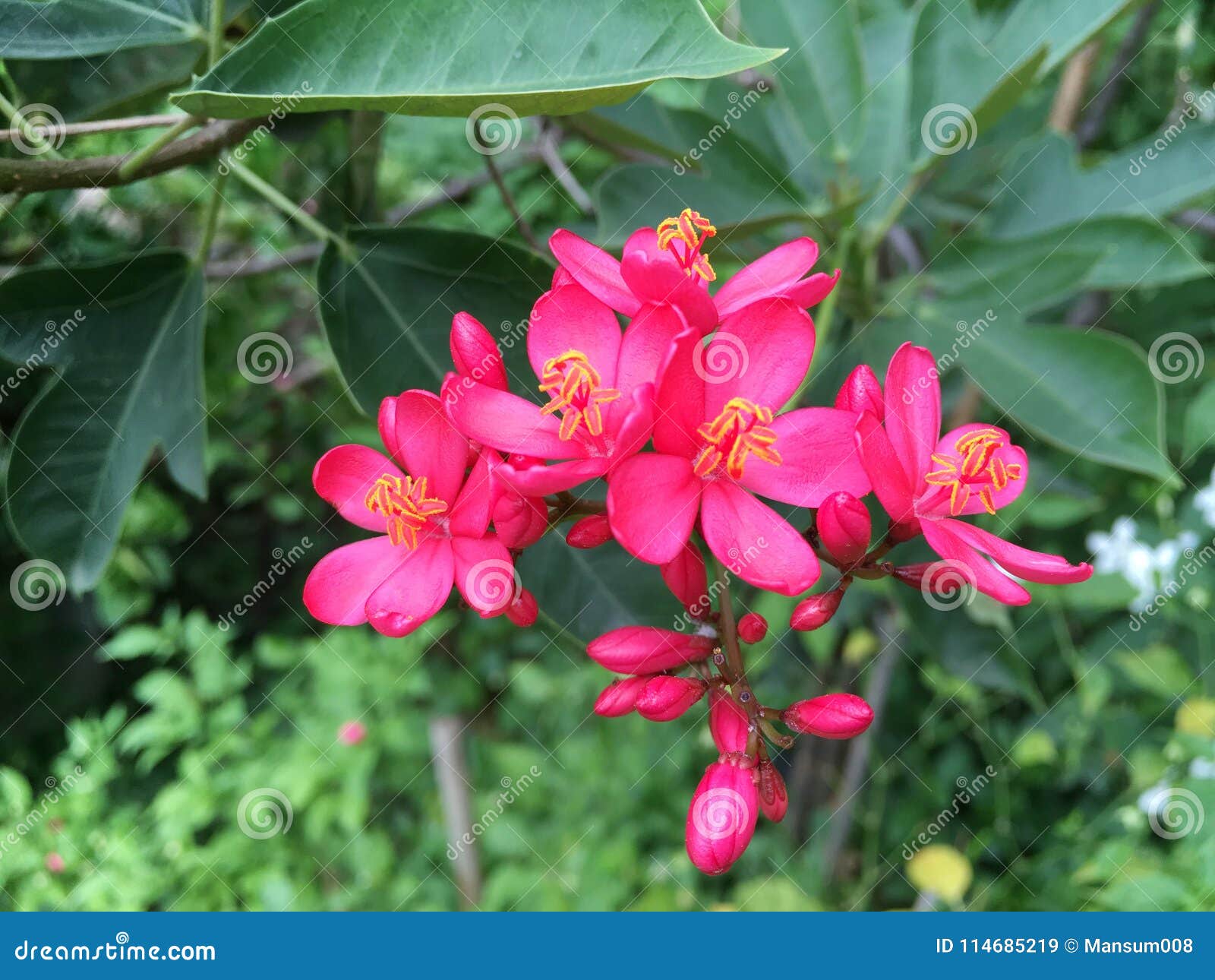 Jatropha Integerrima Tree Stock Photography | CartoonDealer.com #143133932