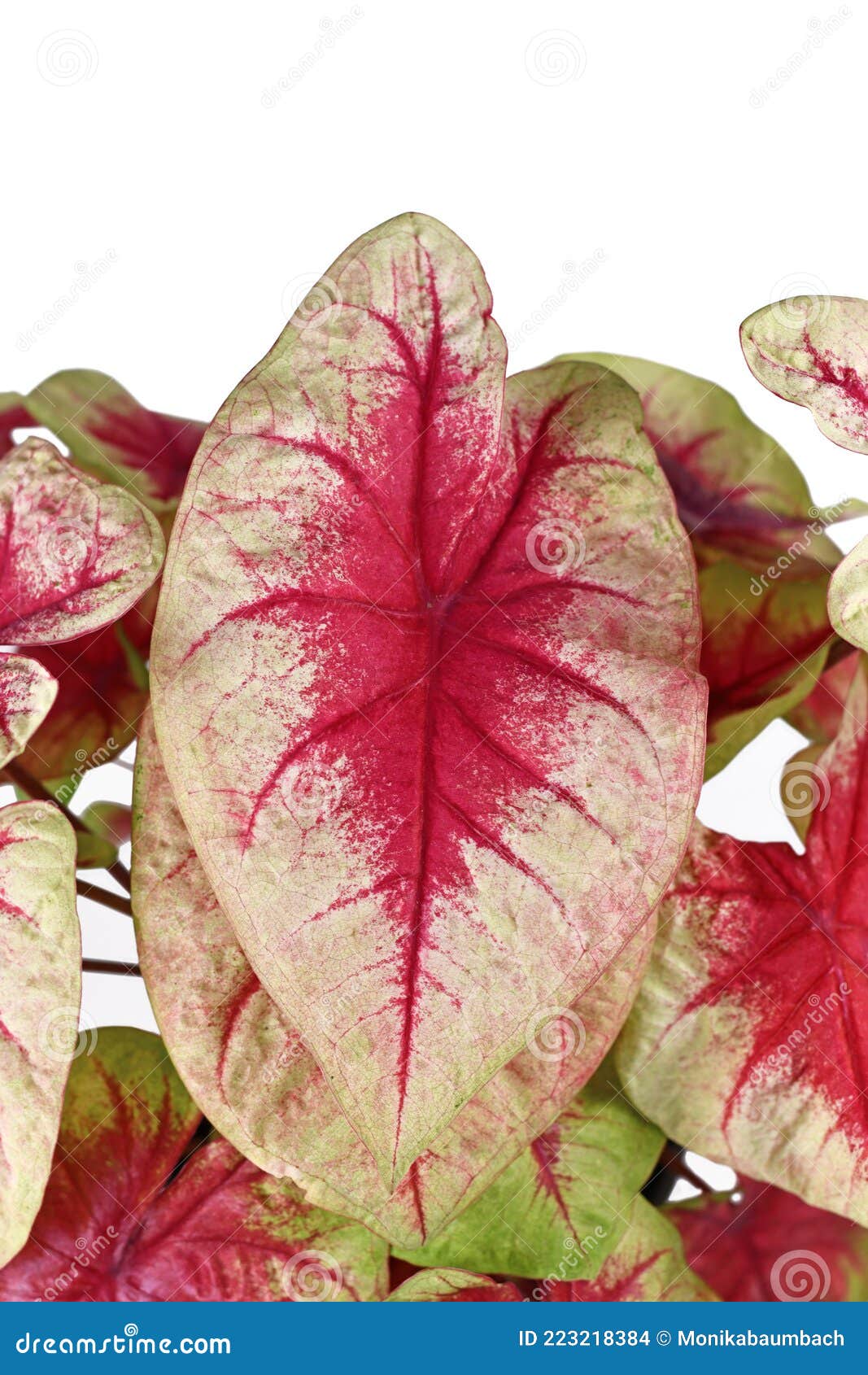 Close Up of Pink Leaf of Exotic `Caladium Lemon Blush` Houseplant on ...