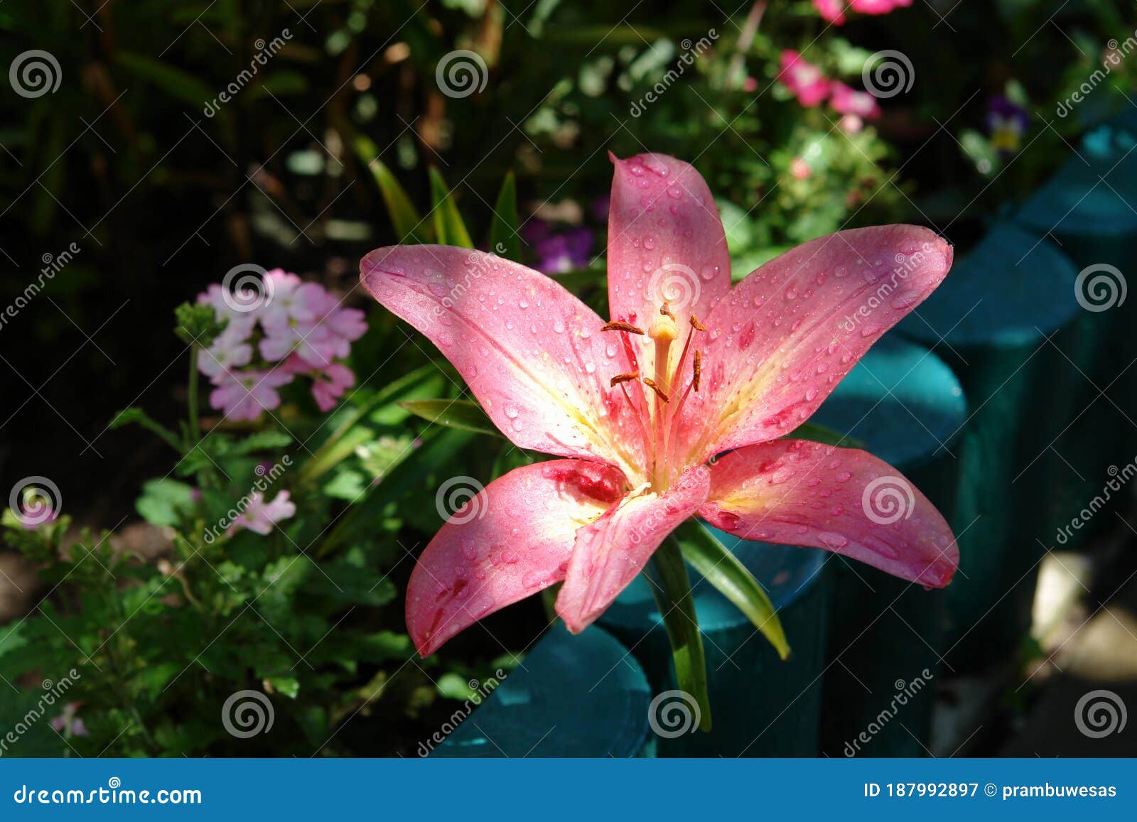 A Close Up of Pink Lily Flower of the `Brindisi` Variety Longiflorum ...