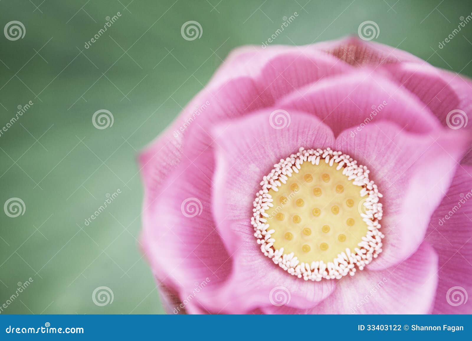 Closeup of Pink Lotus Flower, China Stock Photo Image of harmony