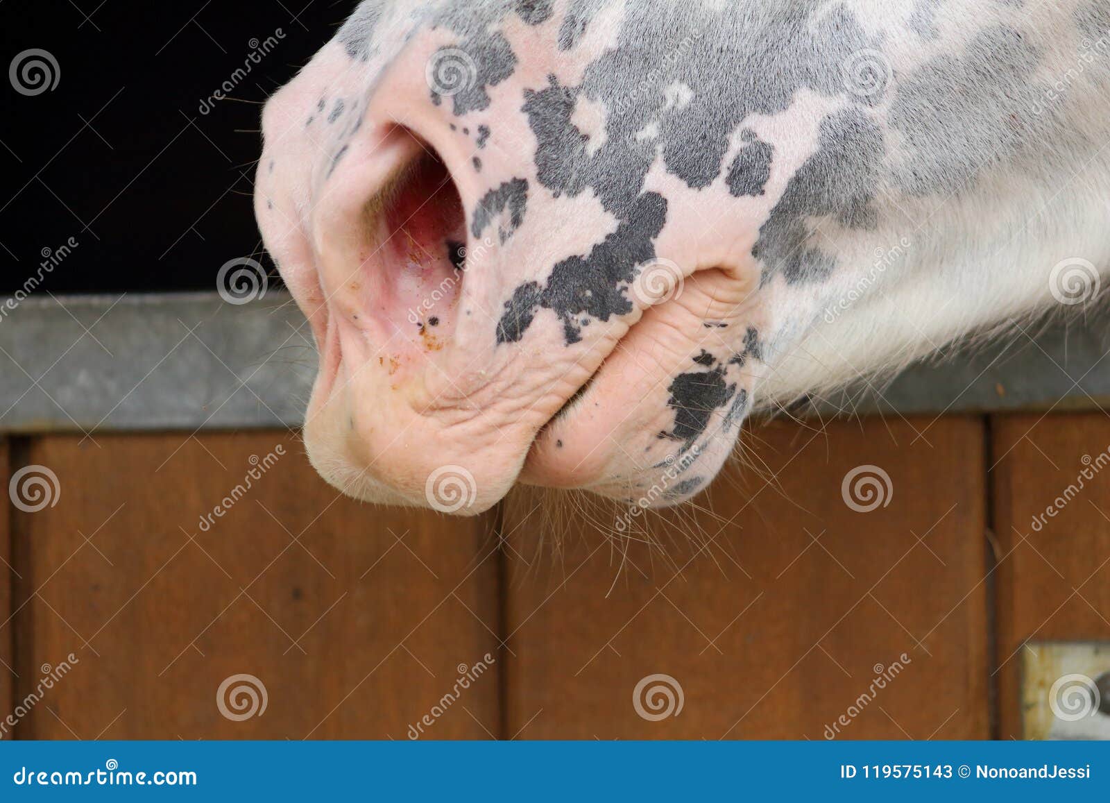 close up on the pink nostrils of a white horse spotted with black