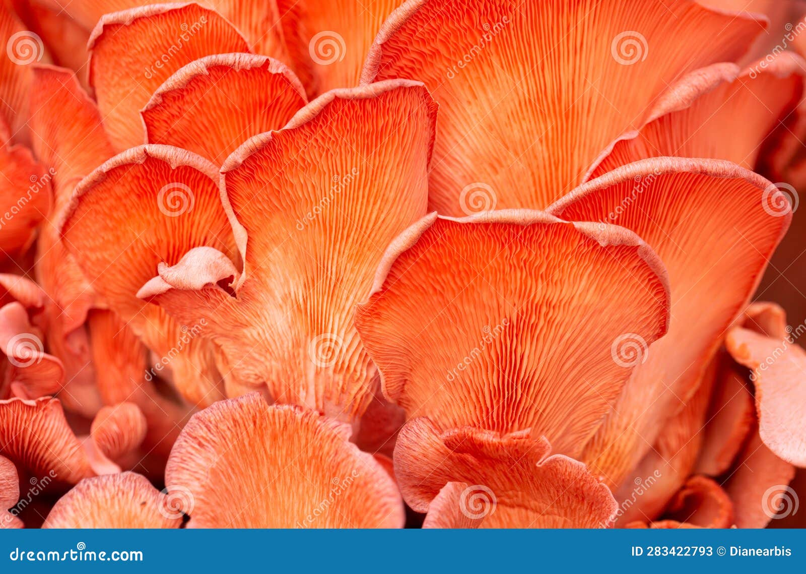 close-up of pink oyster mushrooms