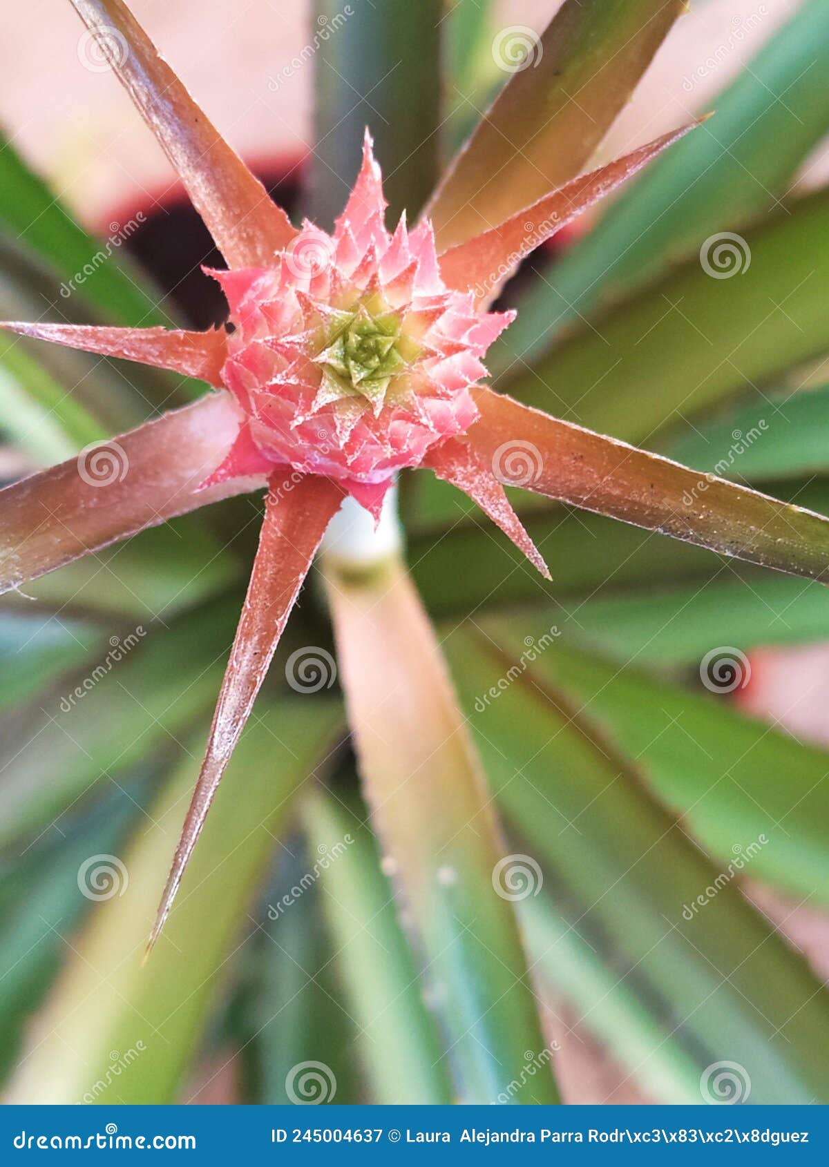 a close up of a pink pineapple flower. un acercamiento a una flor de piÃÂ±a
