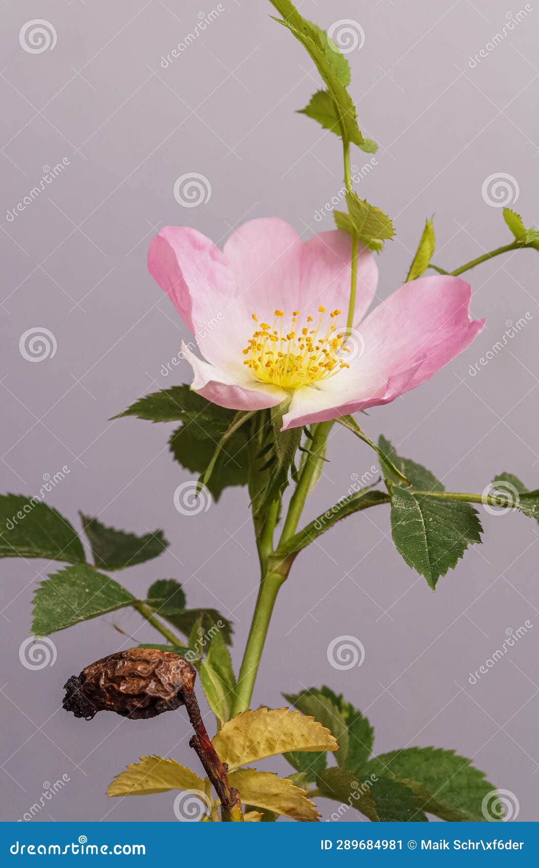 Close Up of a Pink Rose Flower on Gray Background Stock Image Image