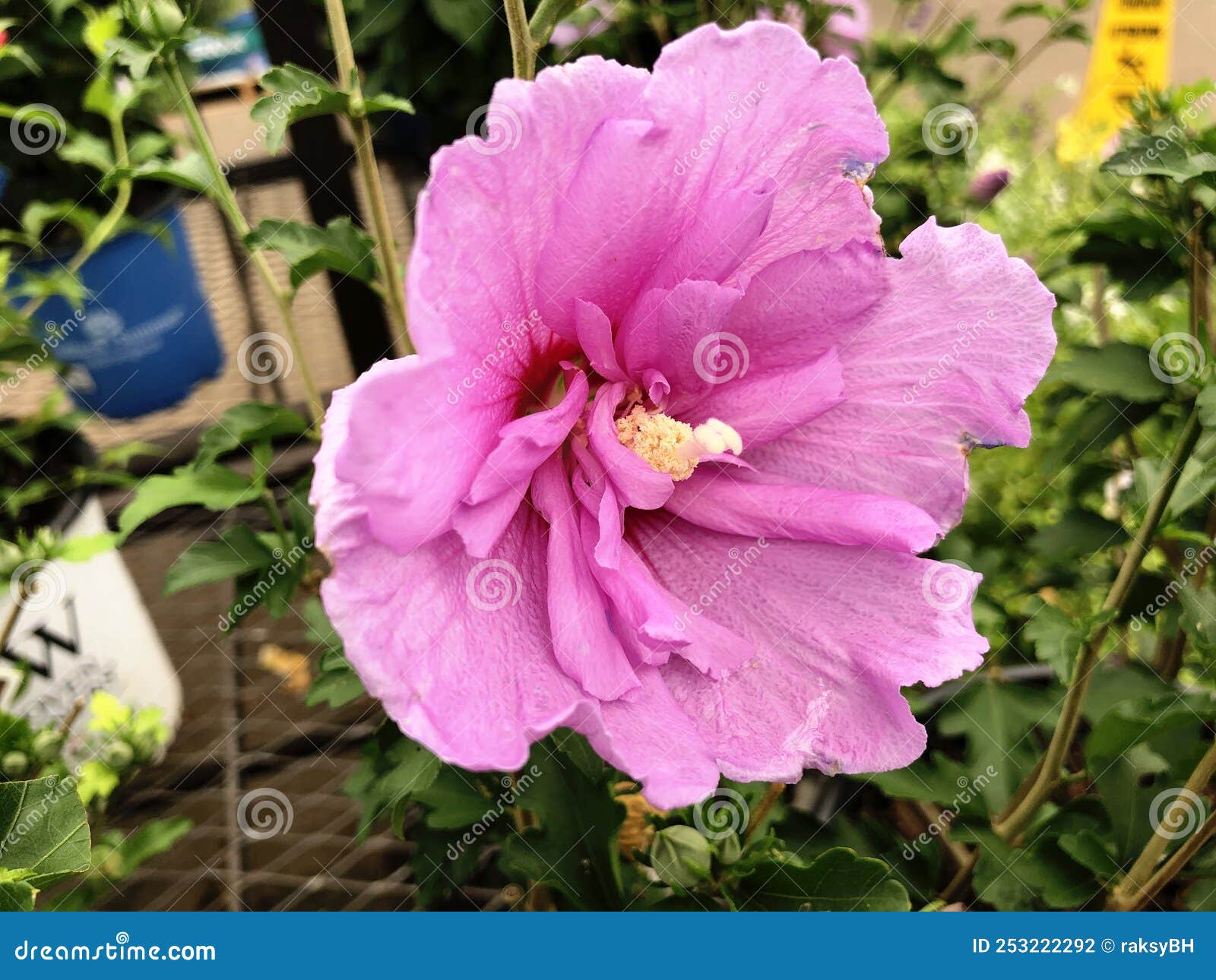 Pink Rose of Sharon Flower Outdoors Stock Photo Image of plant