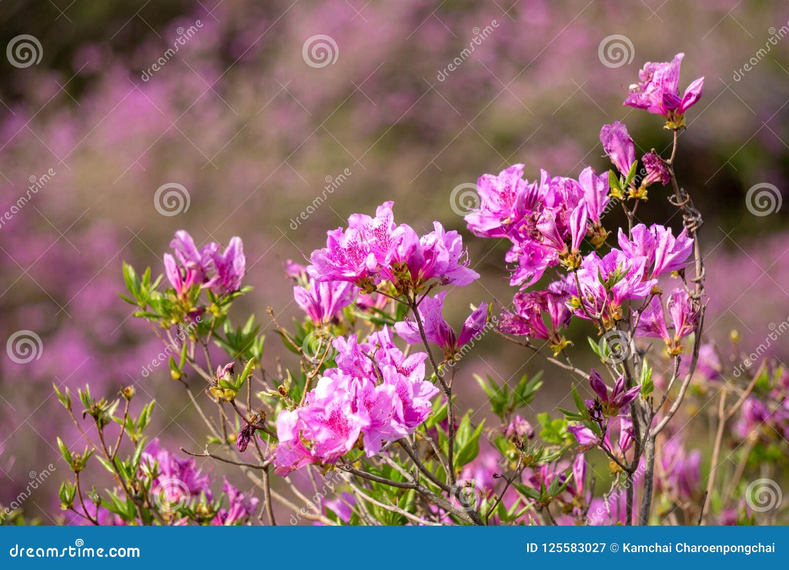 pink royal azalea flower or cheoljjuk bloom around the hillside in hwangmaesan country park