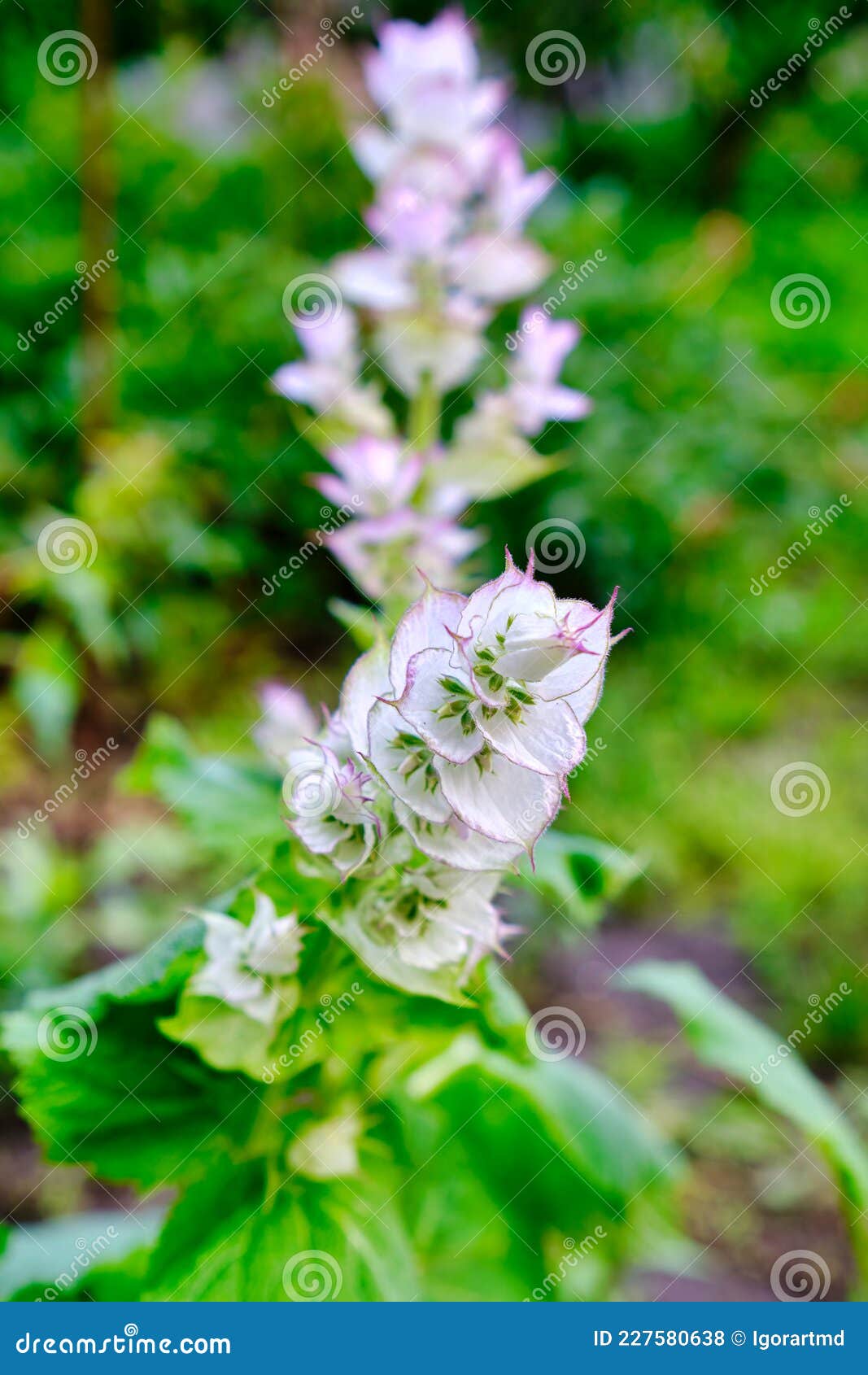 Close Up of Pink Sage Flowers Stock Photo Image of pollinate, garden