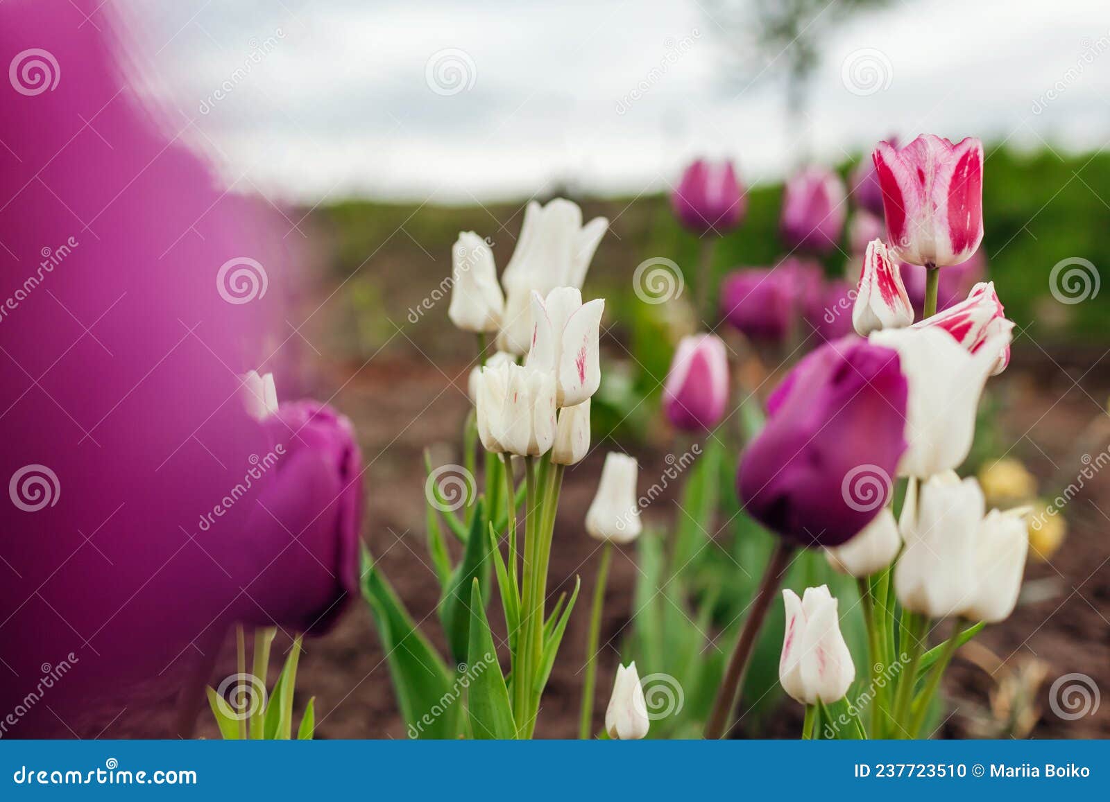 close up of pink tulips growing in spring garden. negrita and candy club variety. flowers blooming outdoors in may