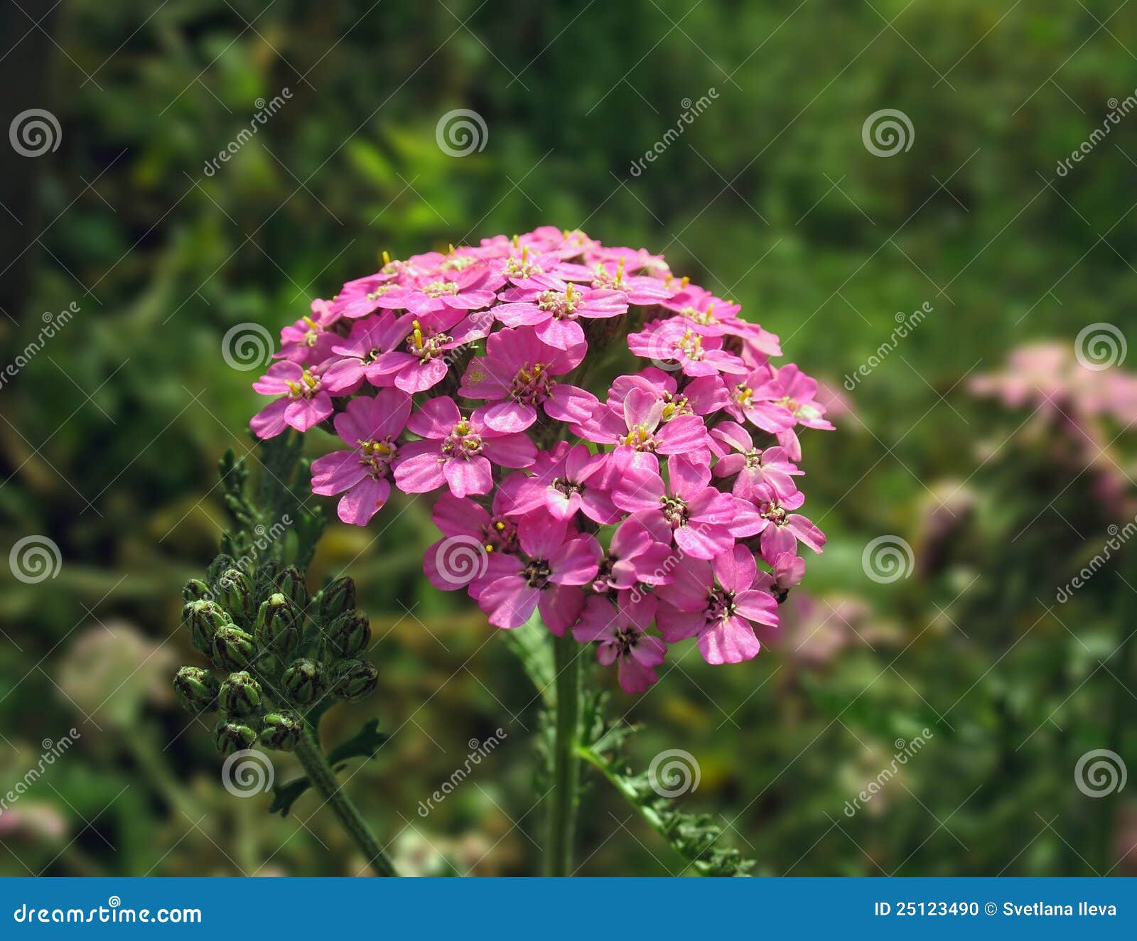 Close Up of Pink Yarrow Flower Stock Photo Image of spring, yarrow