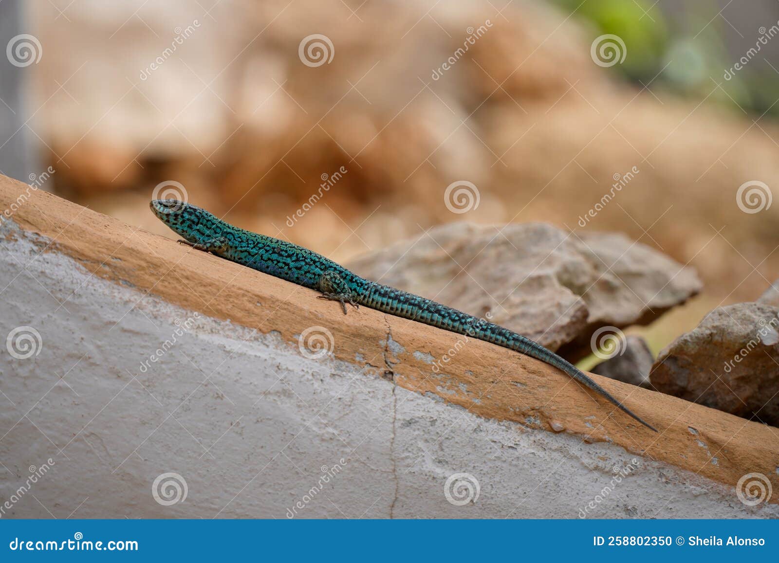 close up of pitiusas lizard climbing up a wall