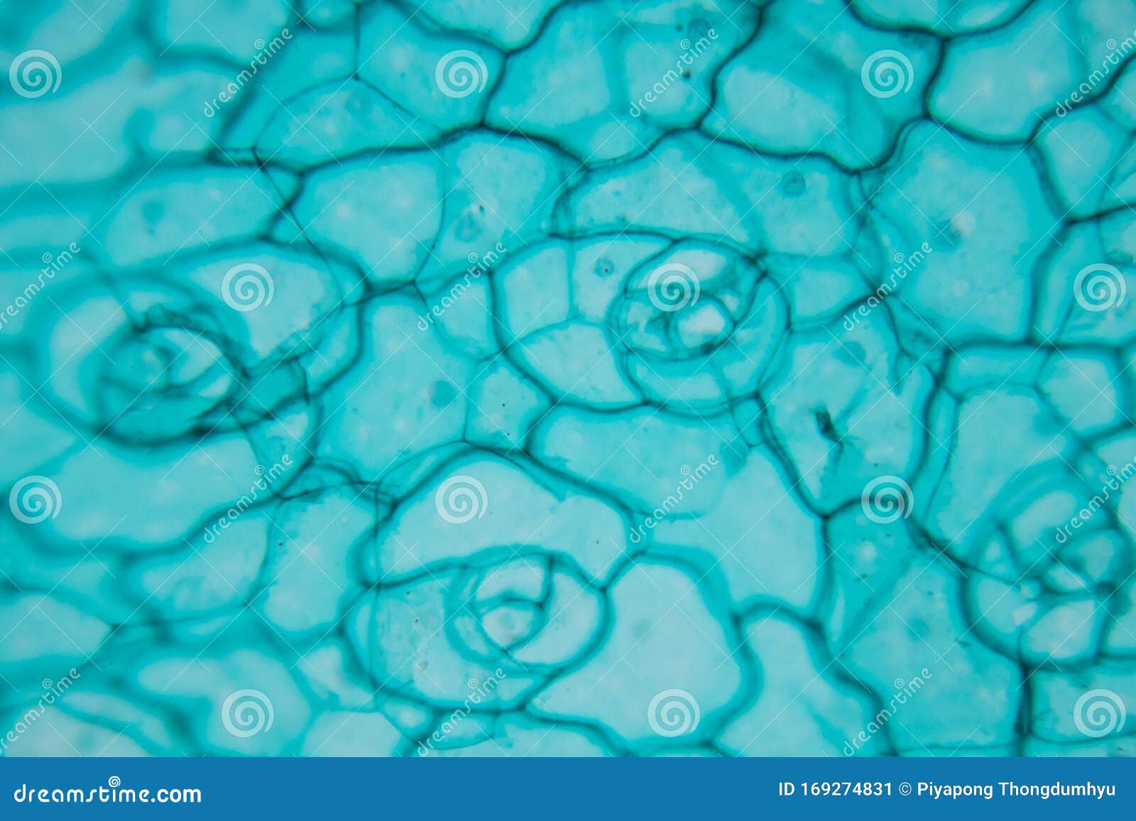 Leaf Epidermis Labeled