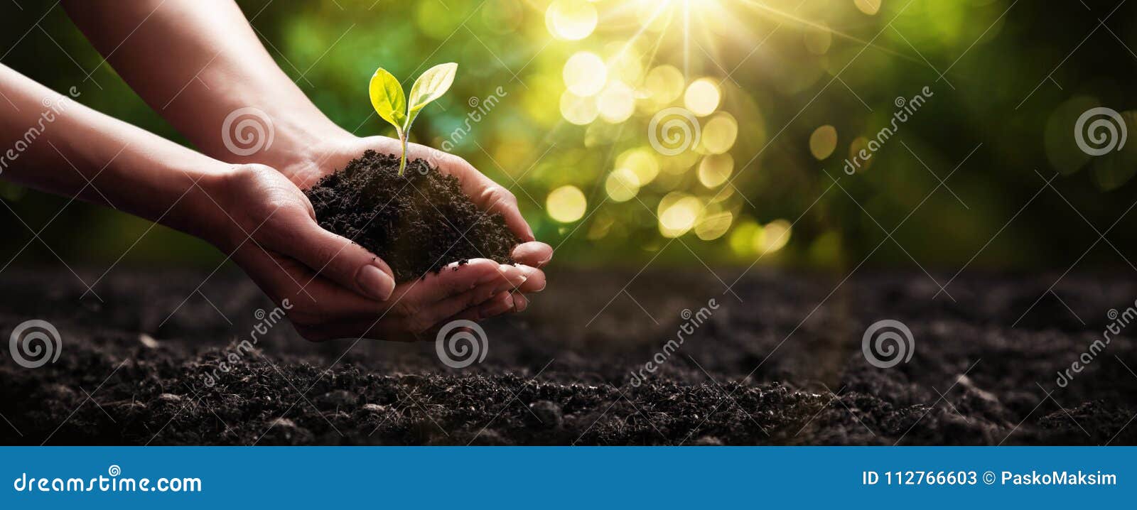 plant in hands. ecology concept. nature background
