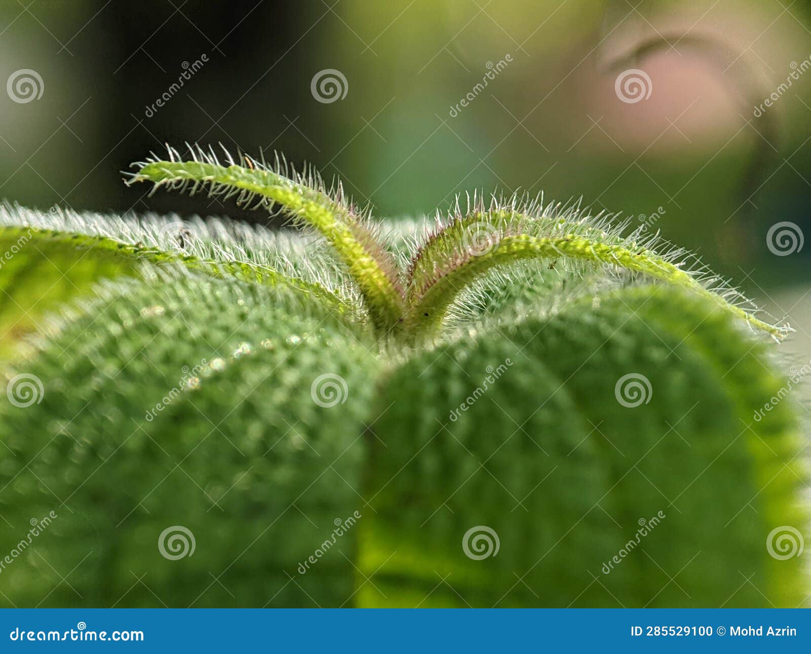 Close Up of a Plant with Hairy Leaves Stock Photo Image of protection