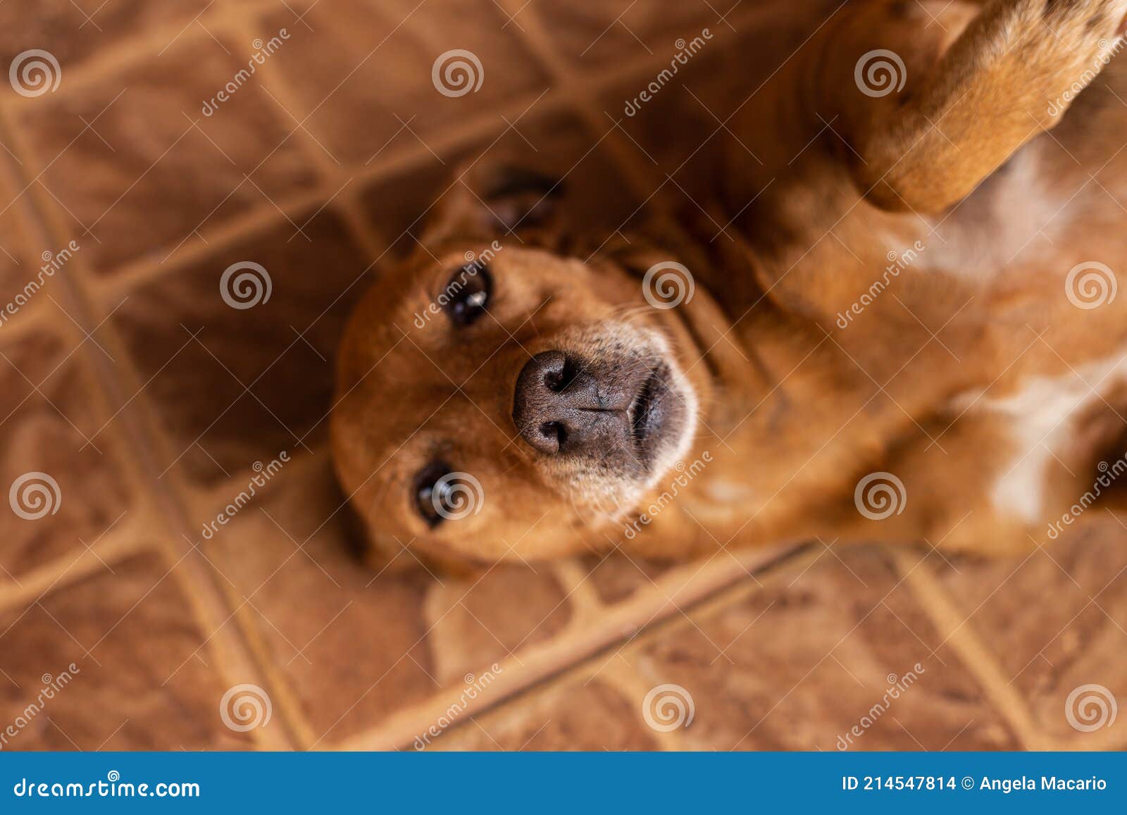 Close Up on Caramel Dog Lying on Its Back. Stock Photo Image of