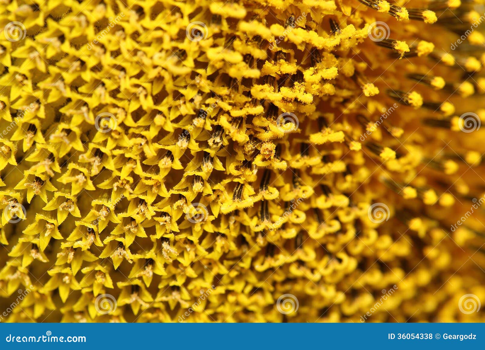 Close up pollen sunflower stock photo. Image of floral 36054338