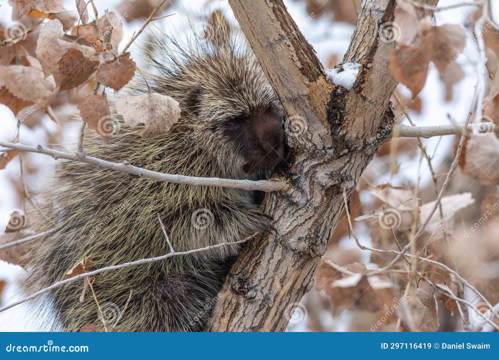 A Porcupine Resting on a Branch in a Cottonwood Tree in Winter Stock ... Biology Diagrams
