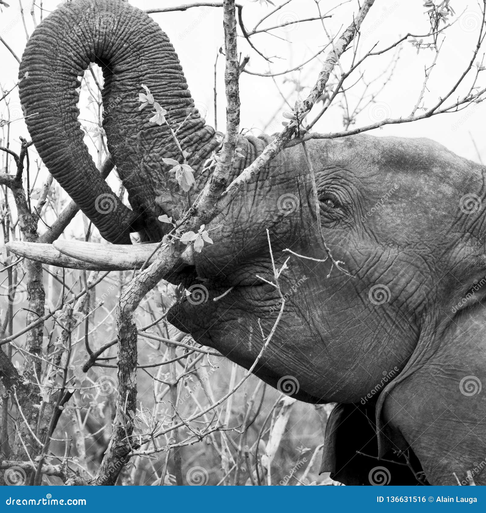 Close up Portrait Of An African Elephant Eating Stock Photo Image Of close-up-portrait-of-an-african-elephant-eating-stock-photo-image-of