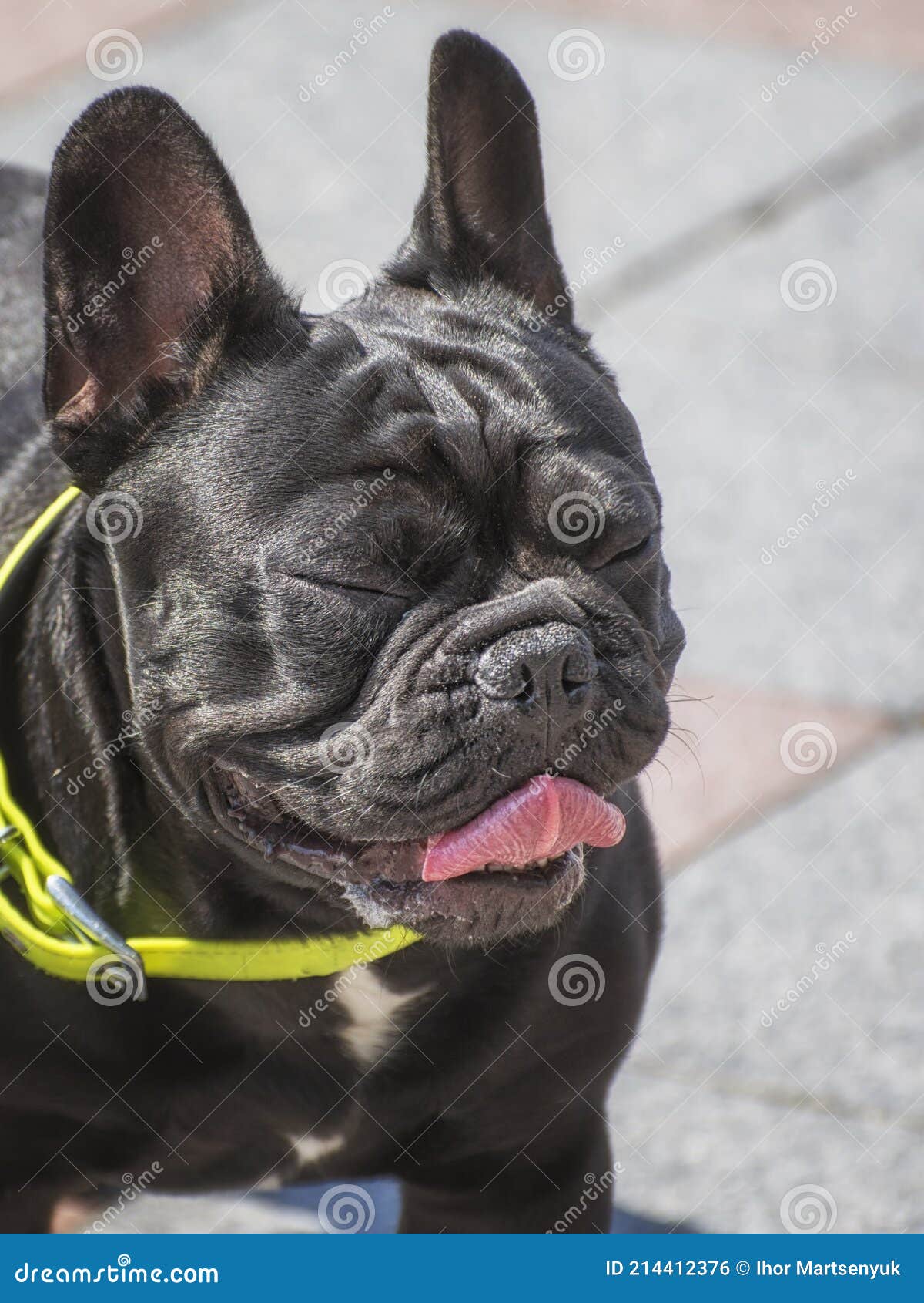 Close-up Portrait of a Black French Bulldog. Funny Facial Expressions ...