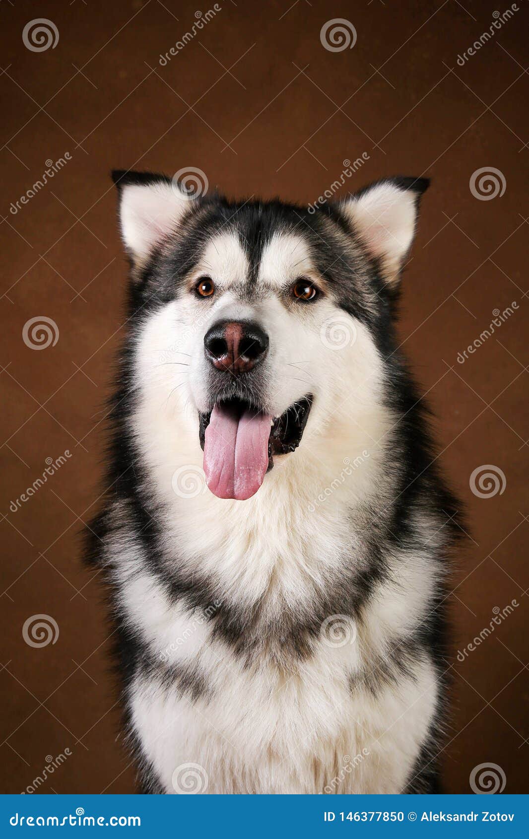 Portrait of Alaskan Malamute Dog Sitting in Studio on Brown Blackground ...