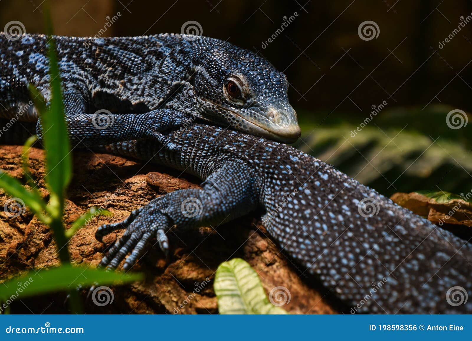 close up portrait of blue spotted tree monitor