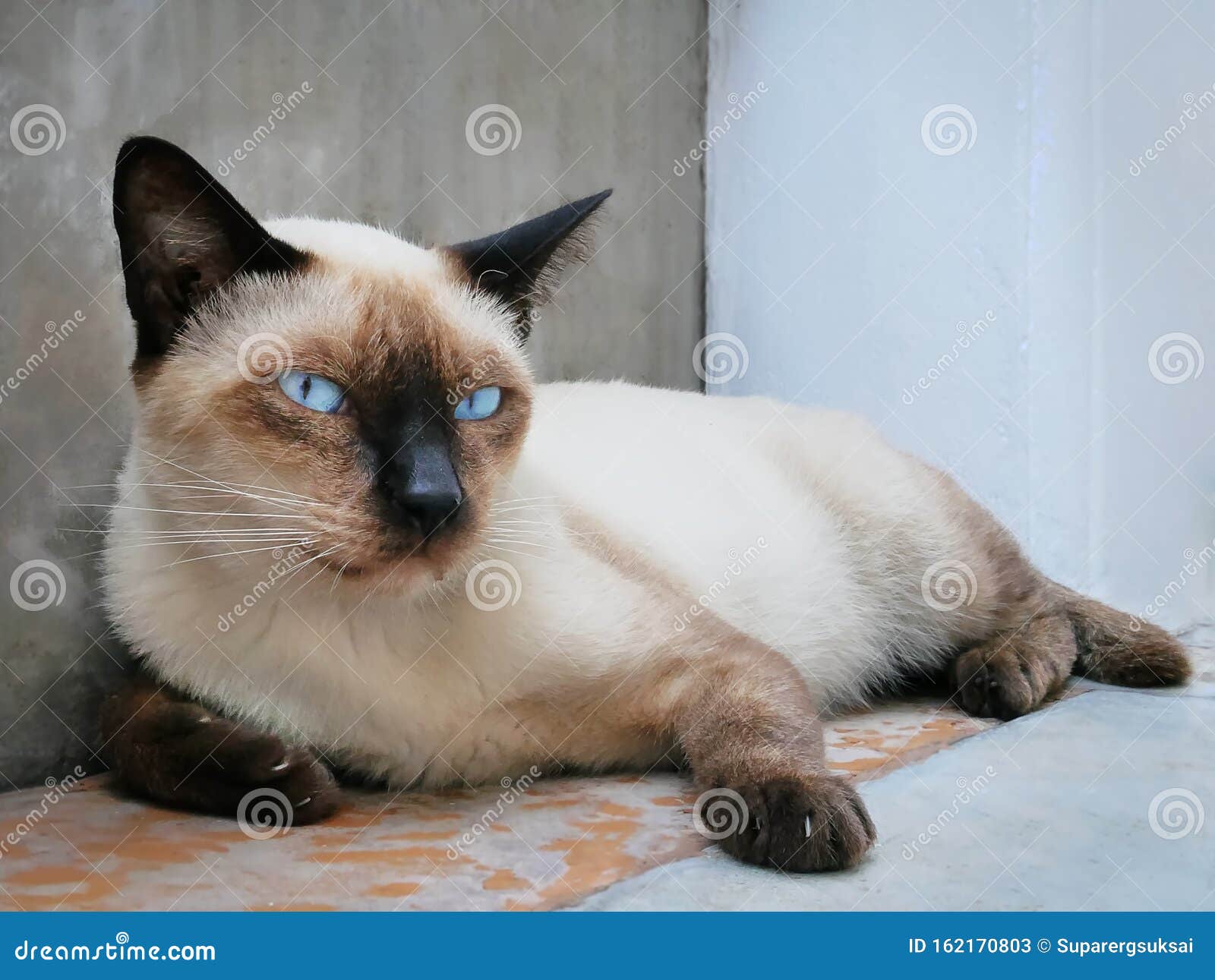 Portrait of Brown Siamese Cat Lying Down Looking at Camera Stock Image