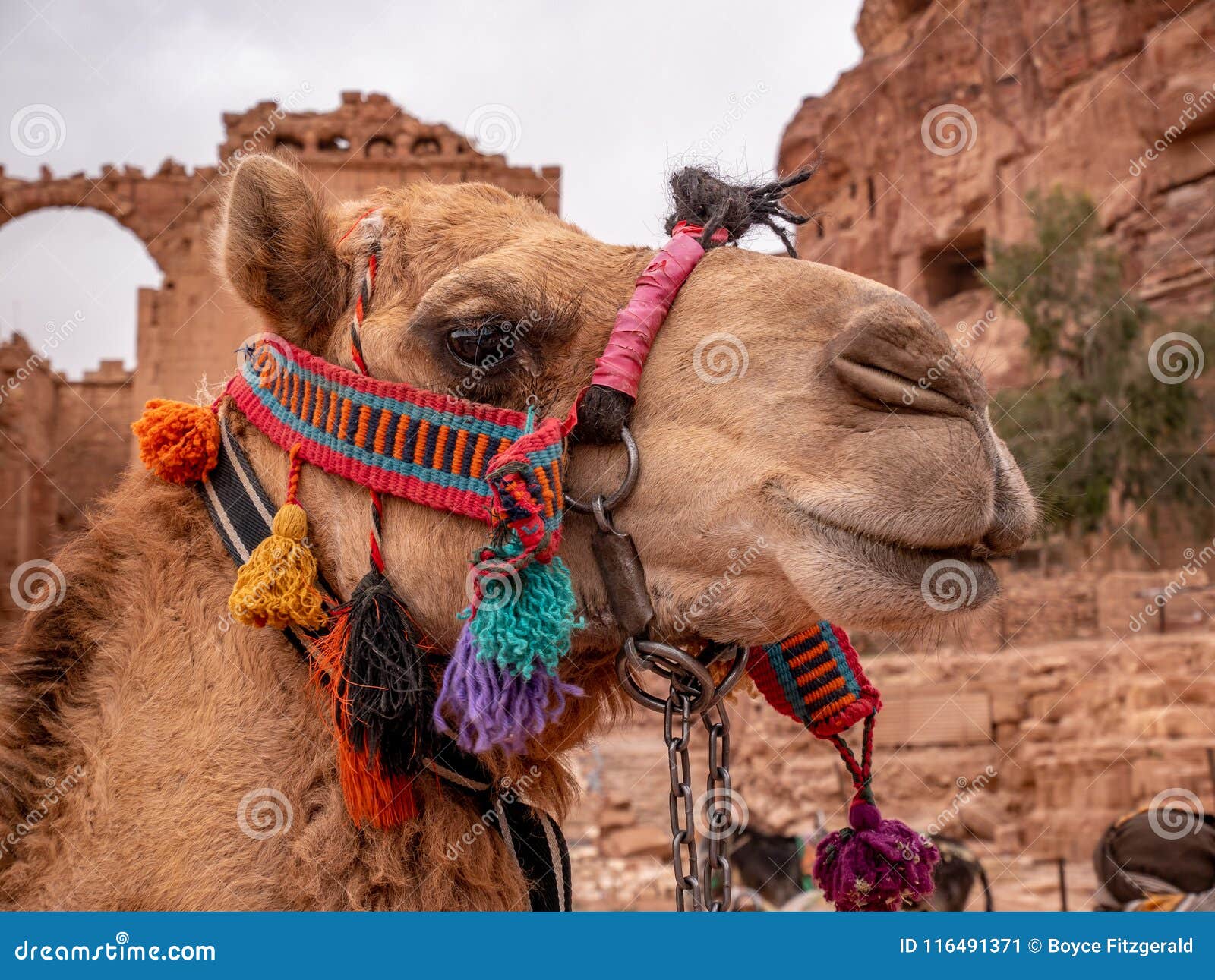 ours, 韓国　mouton harness (camel) Portrait of a Camel in the Desert Stock Image - Image of unesco