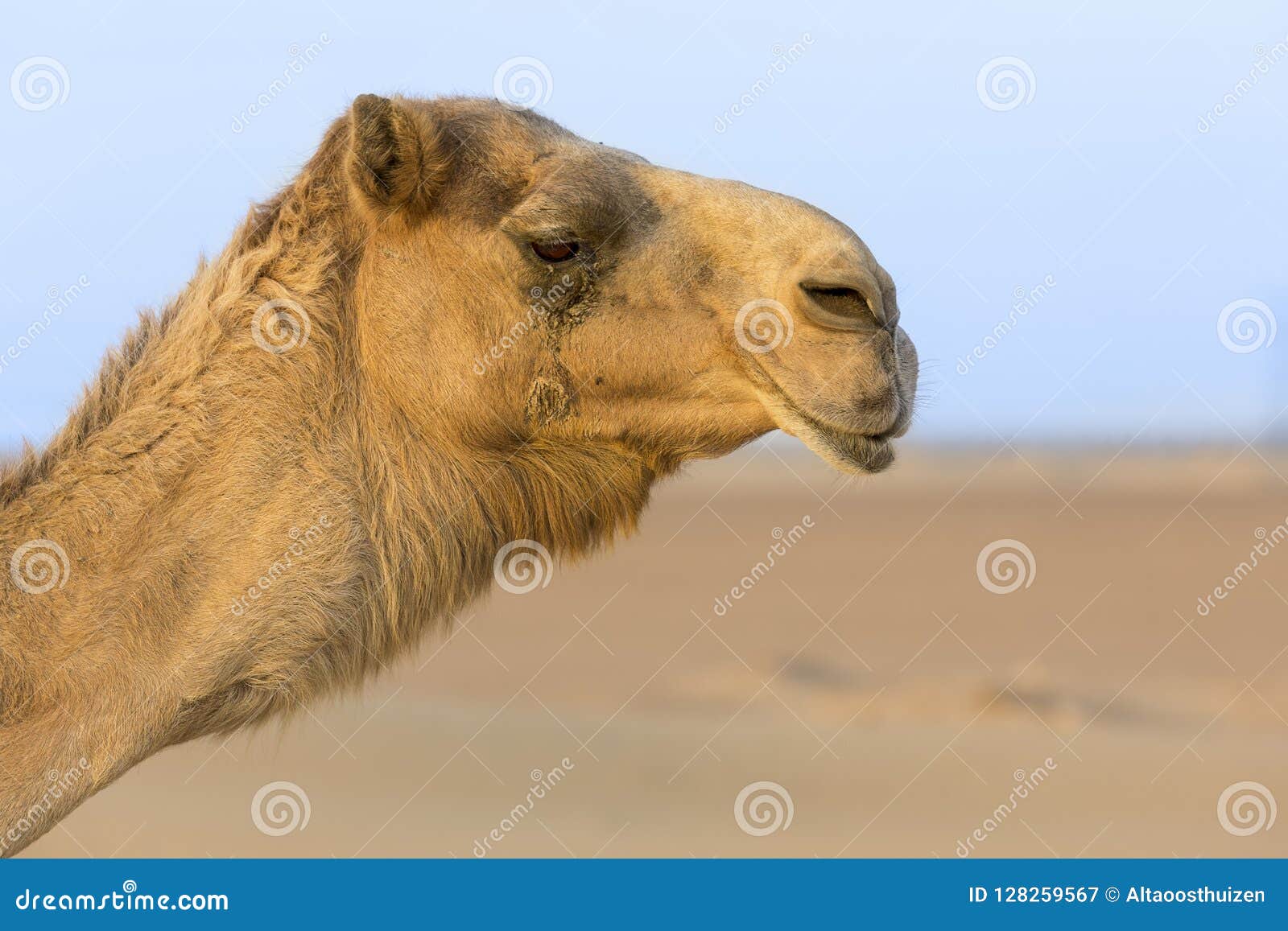 Close Up Portrait of a Camel Face in the Desert Stock Image - Image of