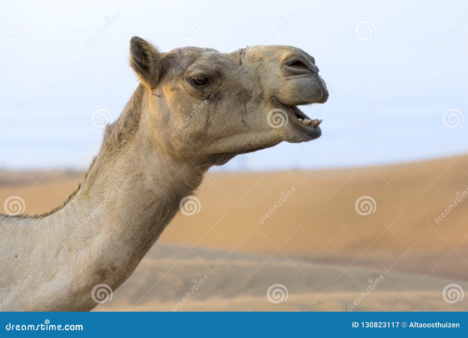 Close Up Portrait Of A Camel Face In The Desert Stock Image Image Of Dunes Looking 130823117