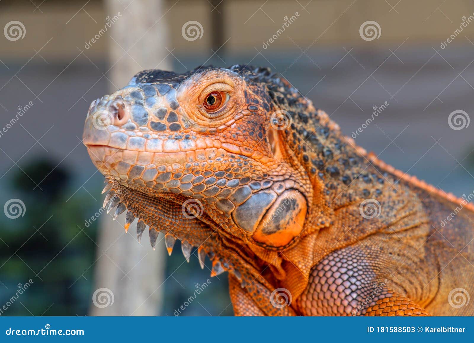 Close Up Portrait Of Curious Iguana Reptile Iguane Lizard Portrait Macro Close Up Portrait Front View To Colorful Exotic Iguana Stock Image Image Of Blue Iguana Close Up Portrait Of Curious Iguana Reptile Iguane Lizard Portrait Macro Close Up Portrait Front View To Colorful Exotic Iguana Stock Image Image Of Blue Iguana