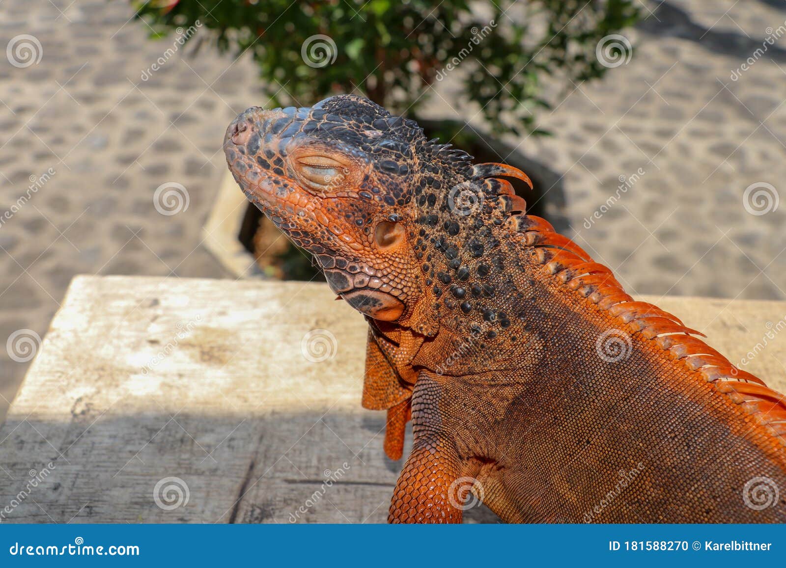 Close Up Portrait Of Curious Iguana Reptile Iguane Lizard Portrait Macro Close Up Portrait Side View To Colorful Exotic Iguana Stock Photo Image Of Background Outdoors