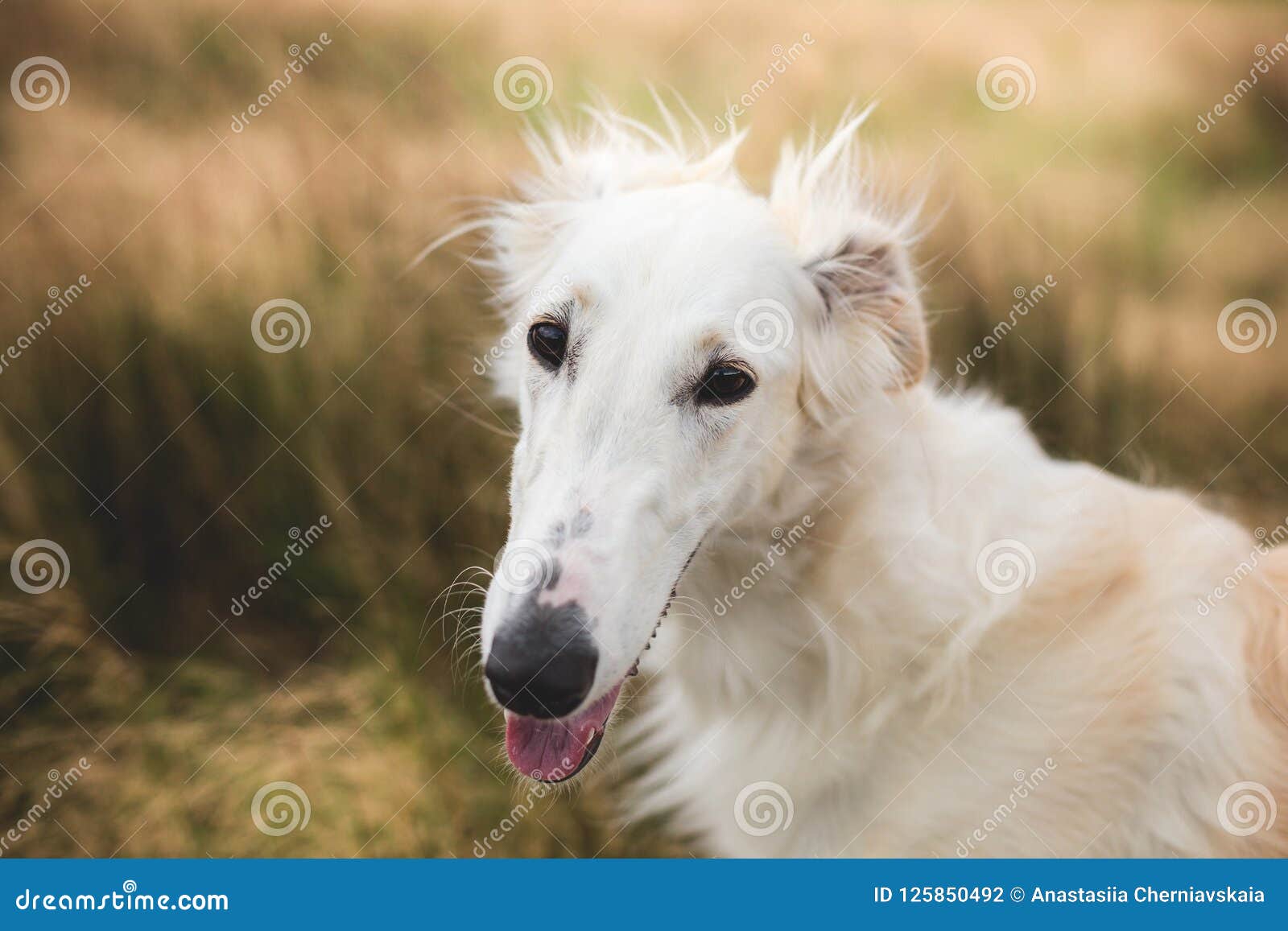 Close Up Portrait Of Cute And Beautiful Russian Borzoi Dog In The Field Stock Photo Image Of Grass Beautiful 125850492