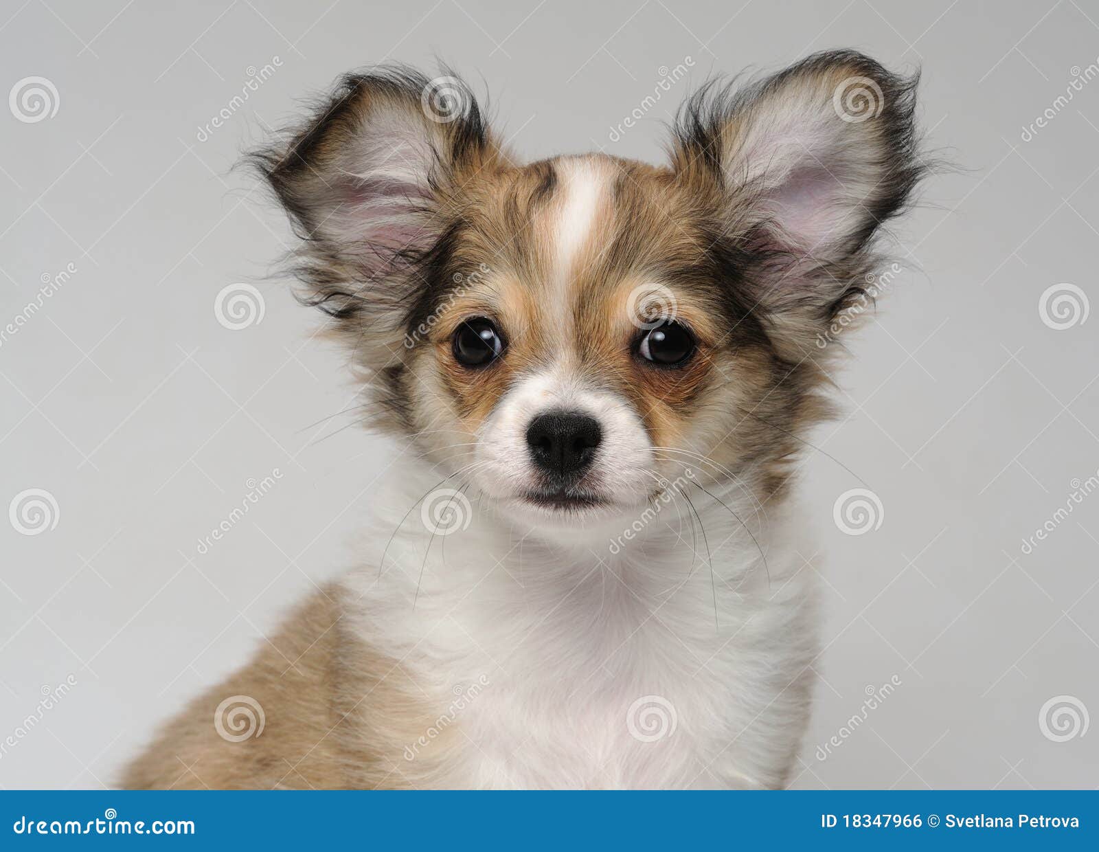 close-up portrait of cute chihuahua puppy