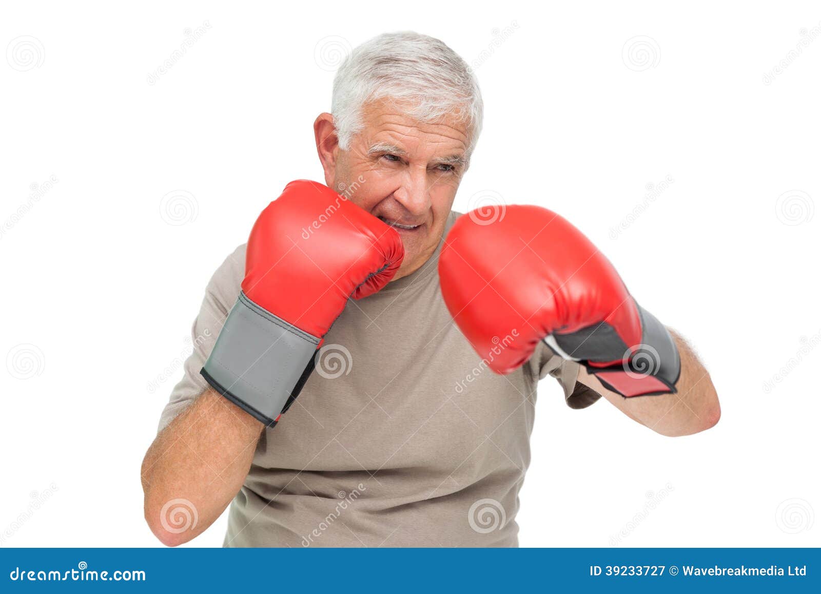 Closeup Portrait of a Determined Senior Boxer Stock Image Image of