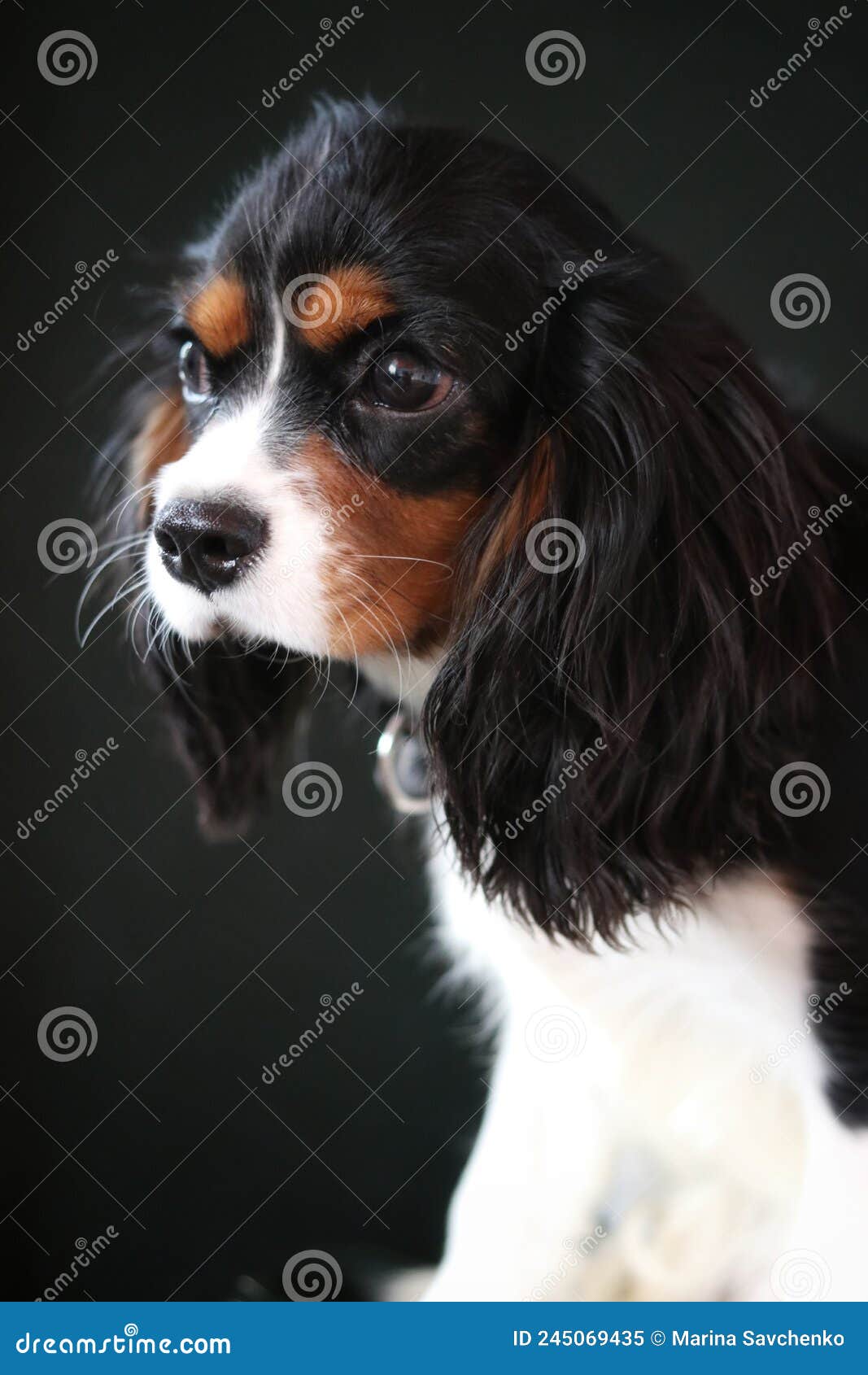 Red Dog with White Spots